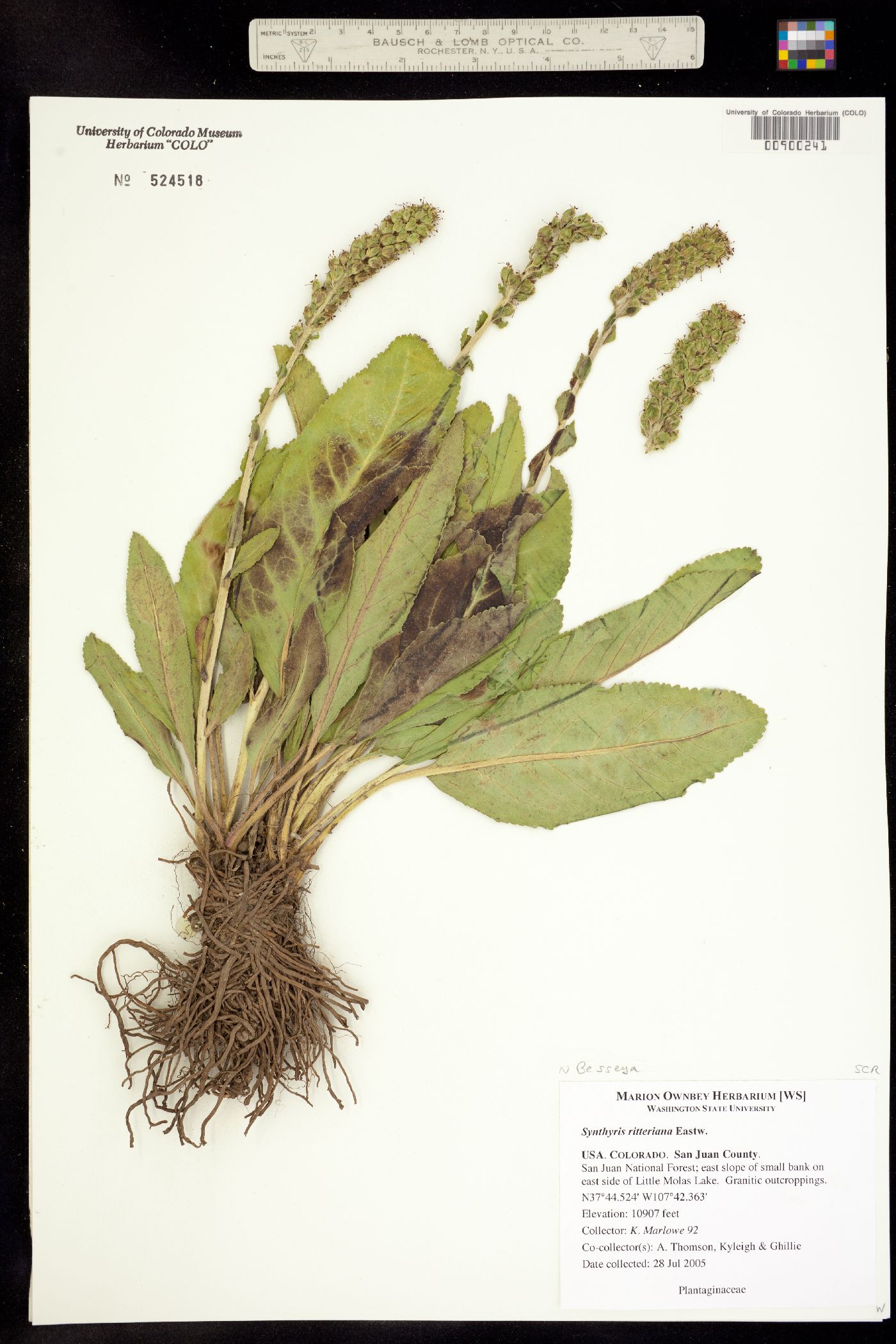 Synthyris ritteriana image