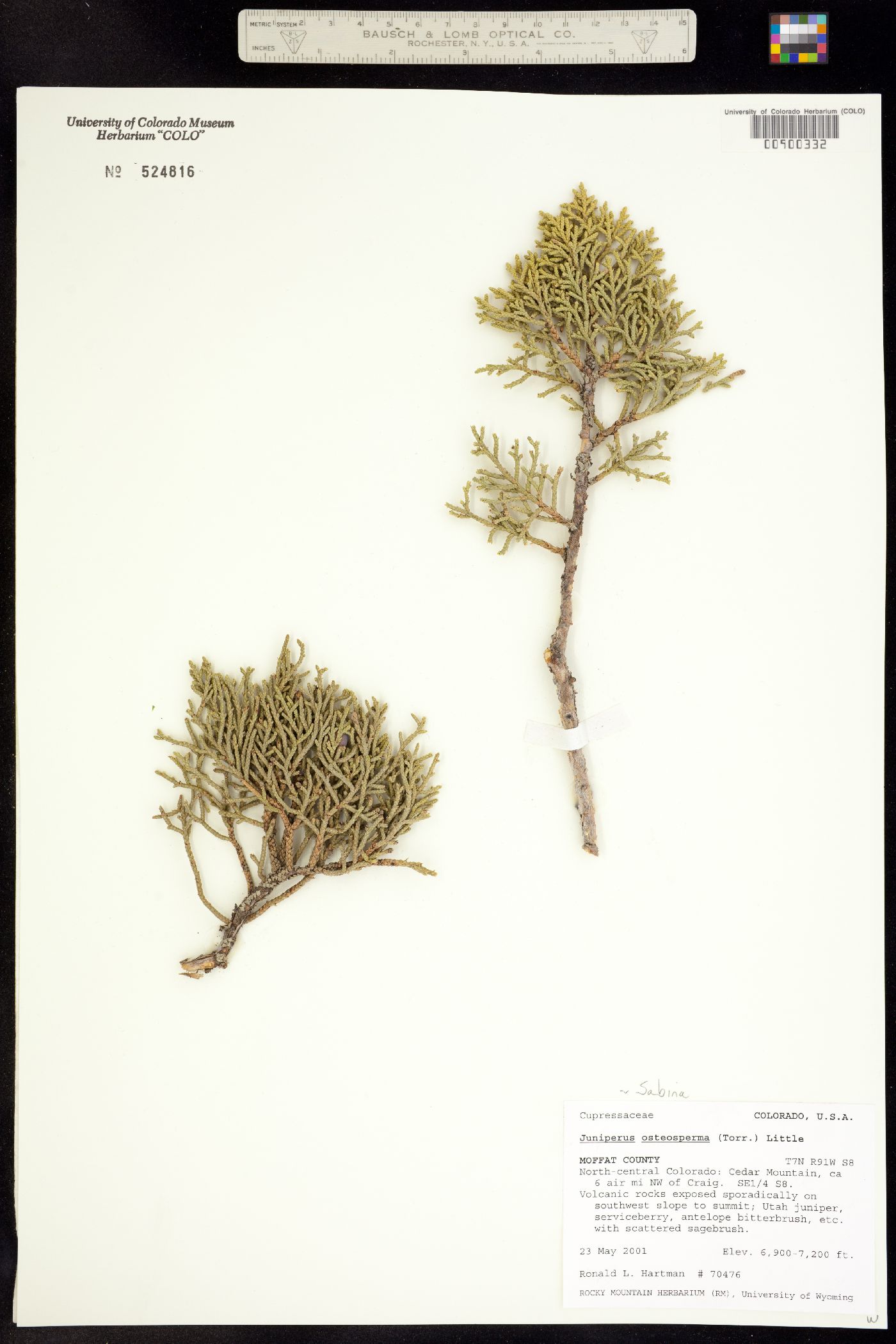 Juniperus osteosperma image