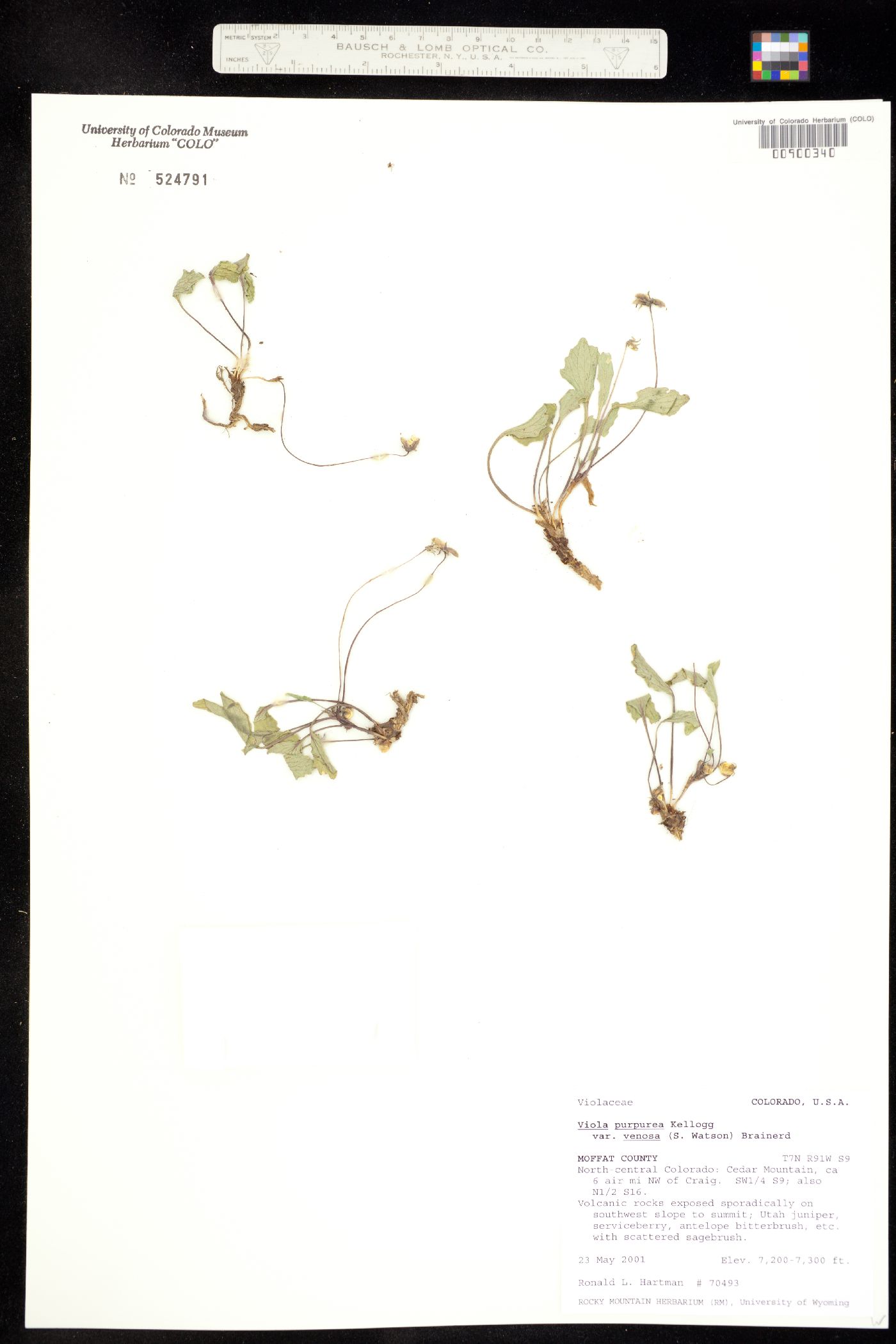 Viola purpurea image