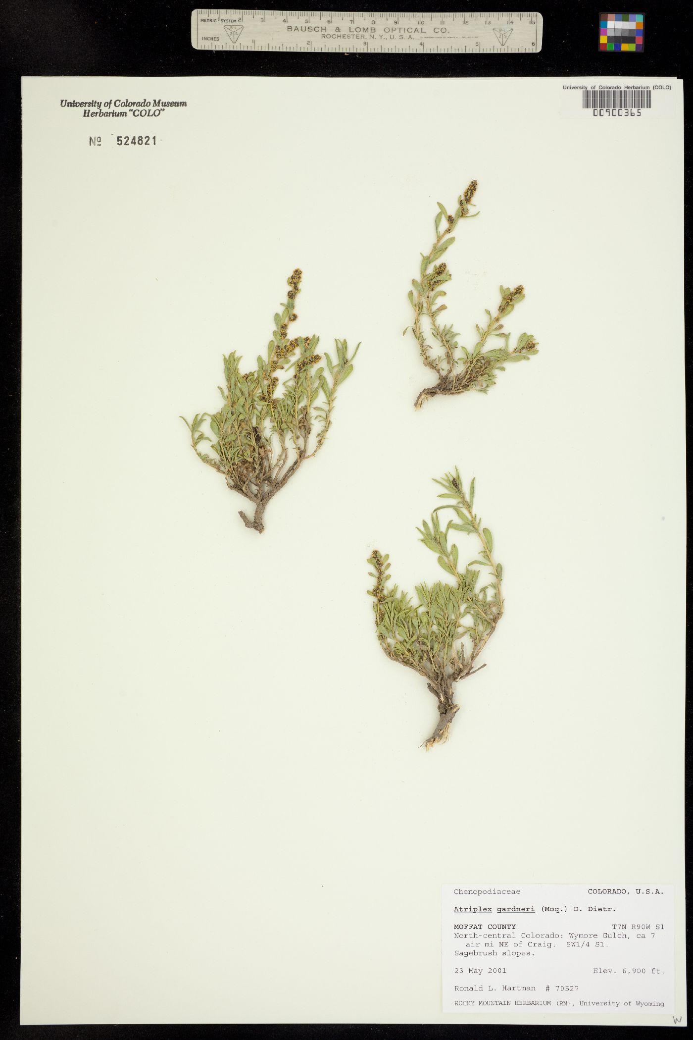 Atriplex image