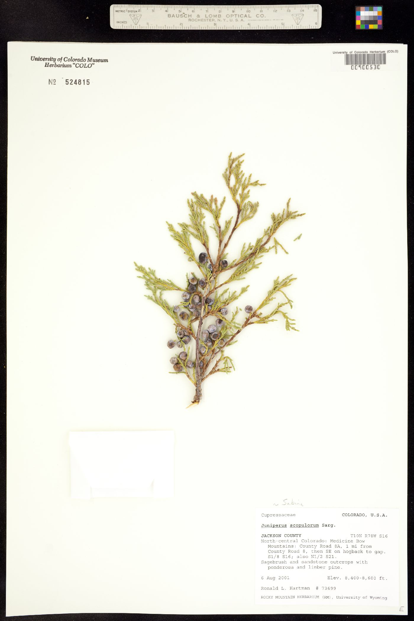 Sabina image