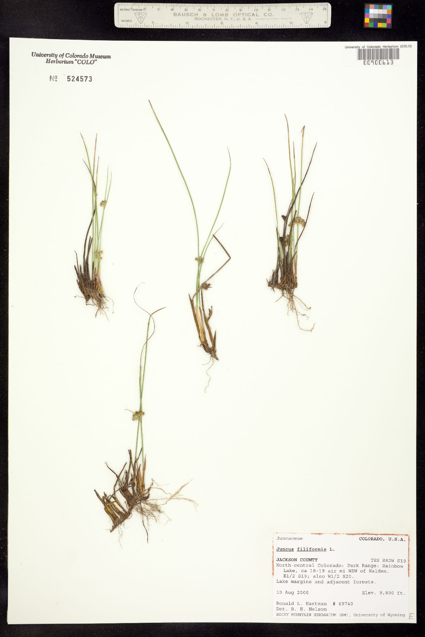 Juncus filiformis image