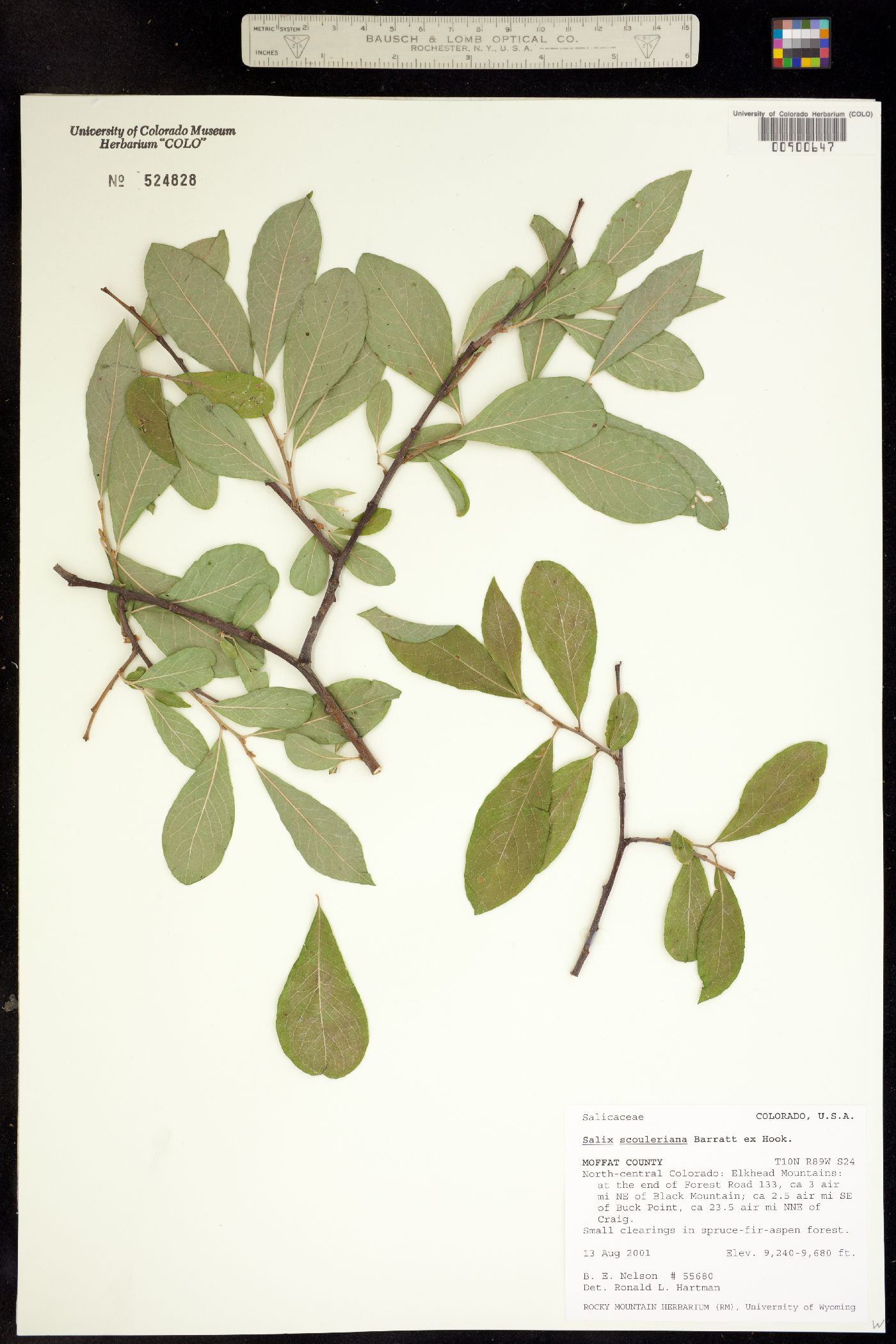 Salix scouleriana image