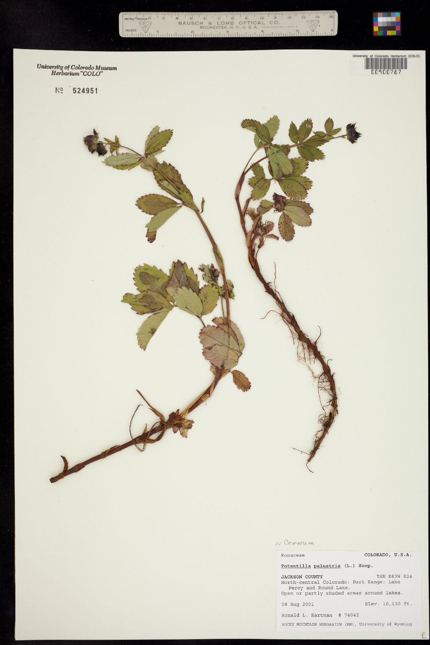 Comarum palustre image