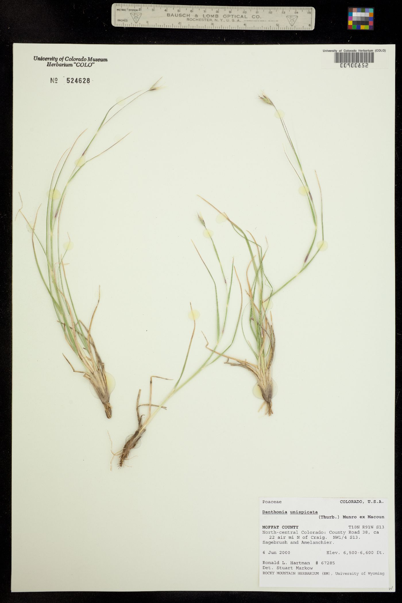 Danthonia unispicata image