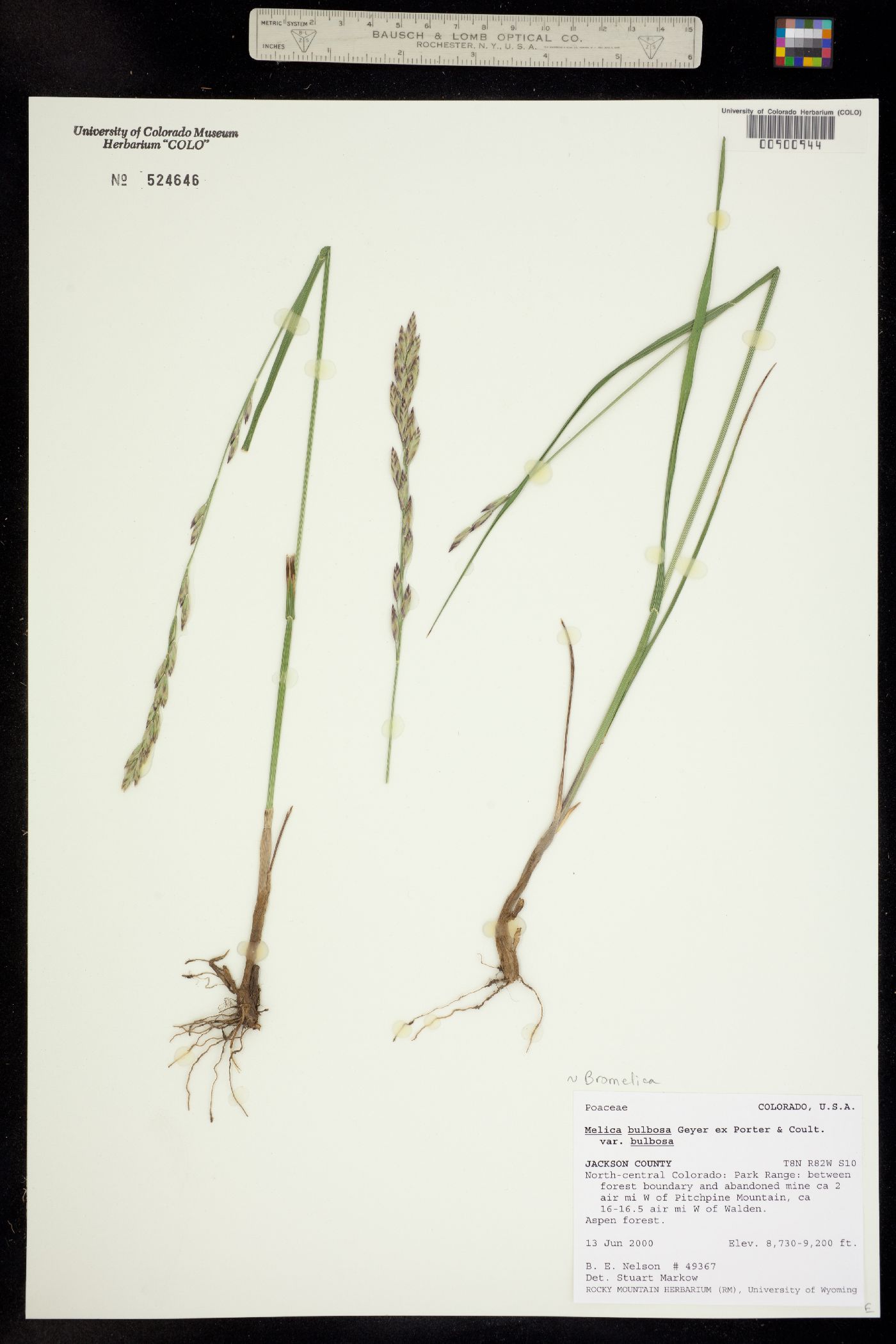 Melica bulbosa image