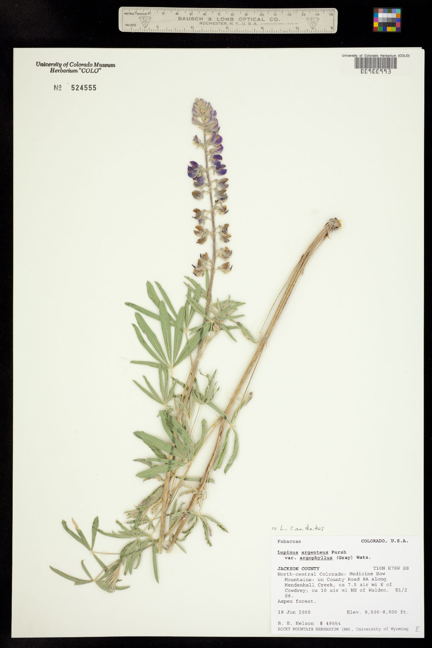 Lupinus caudatus image