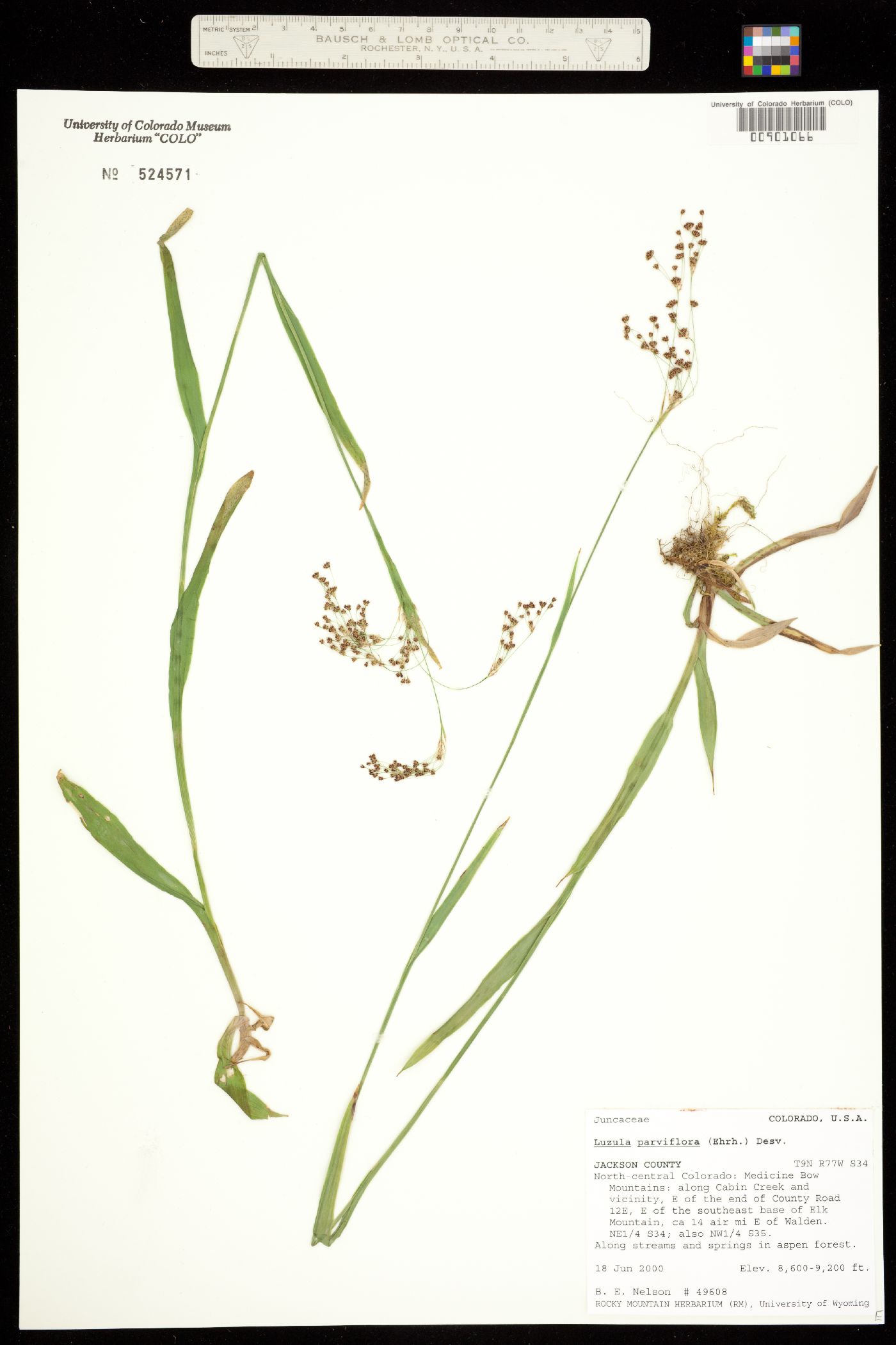 Juncaceae image