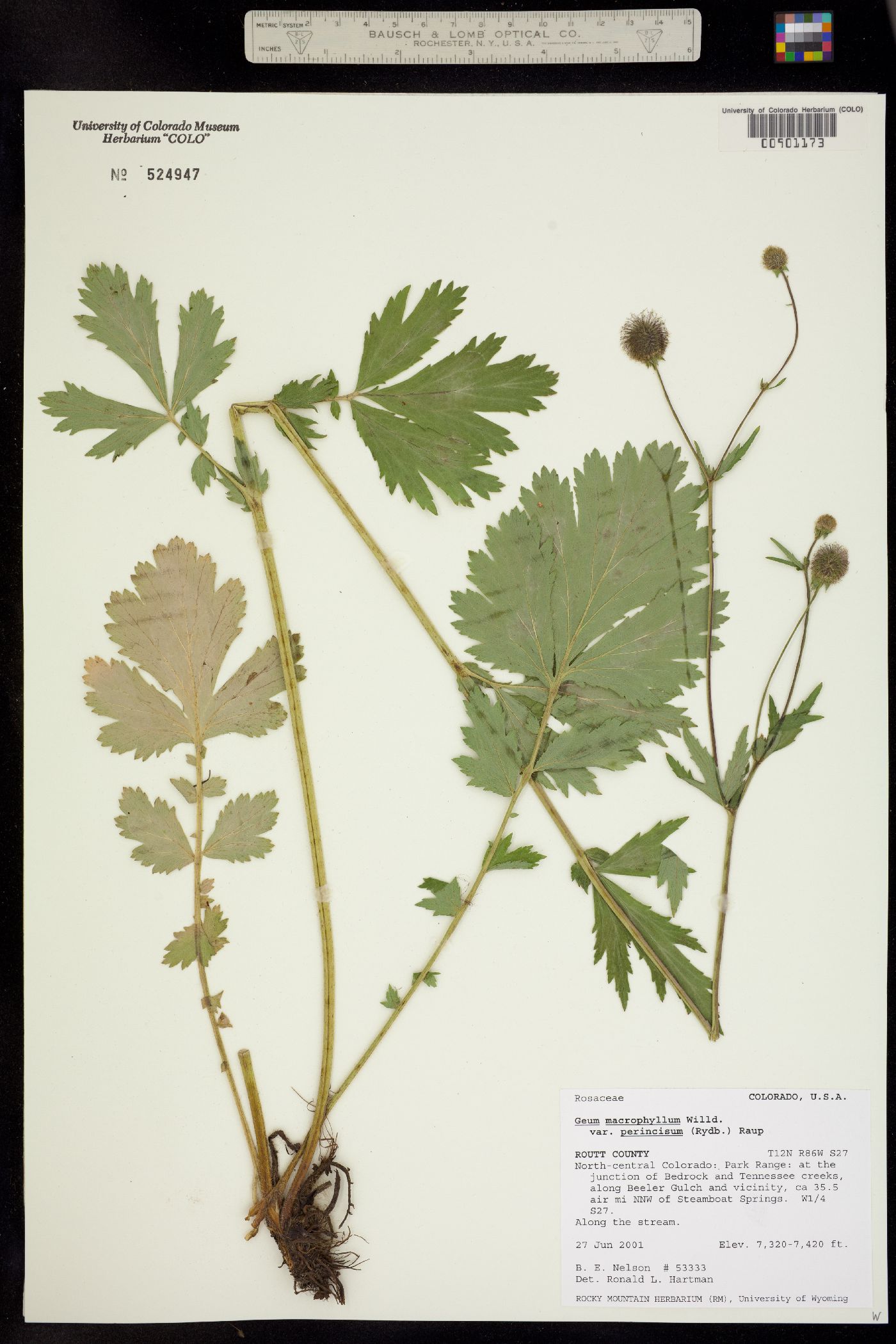 Geum macrophyllum image