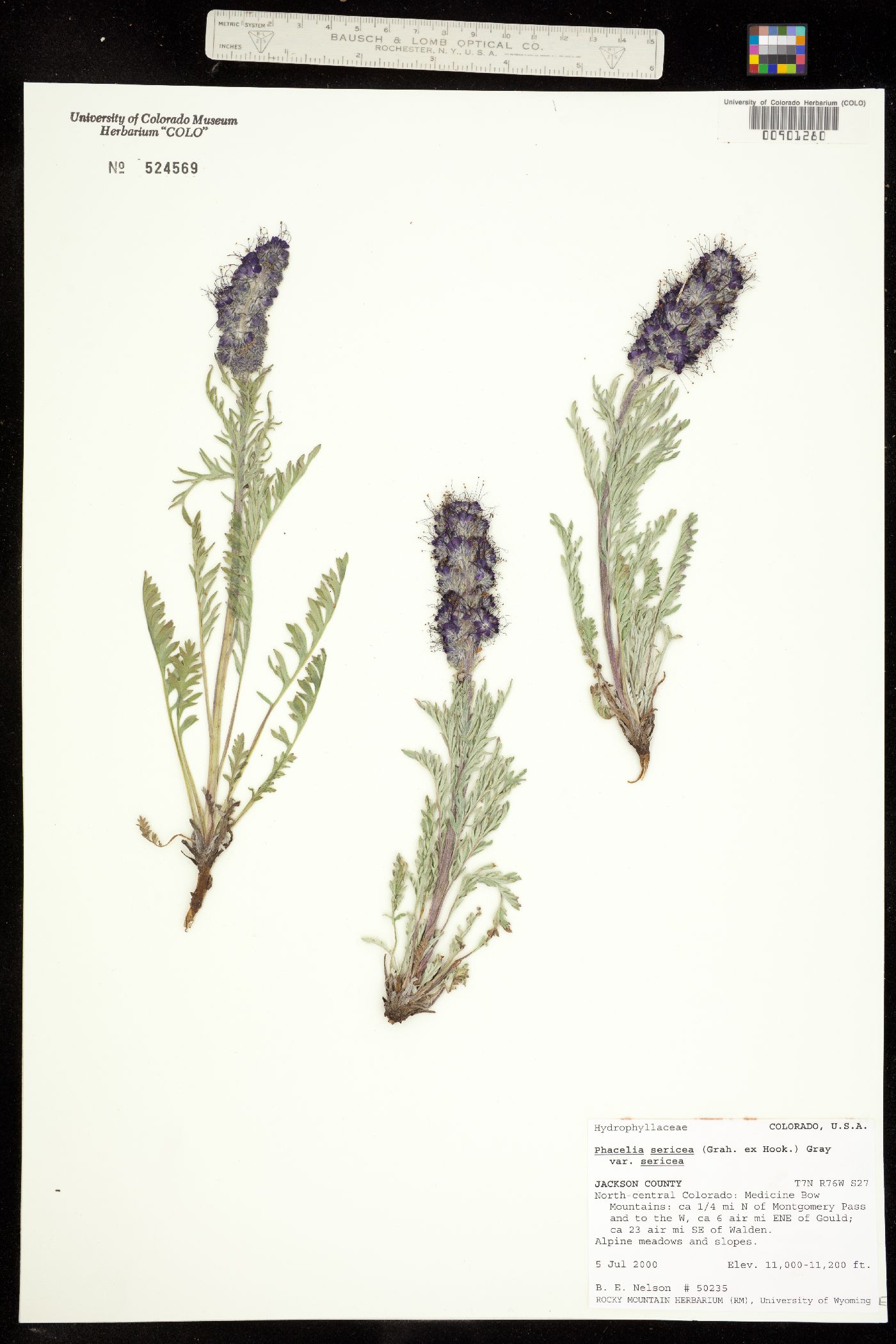 Phacelia sericea ssp. sericea image