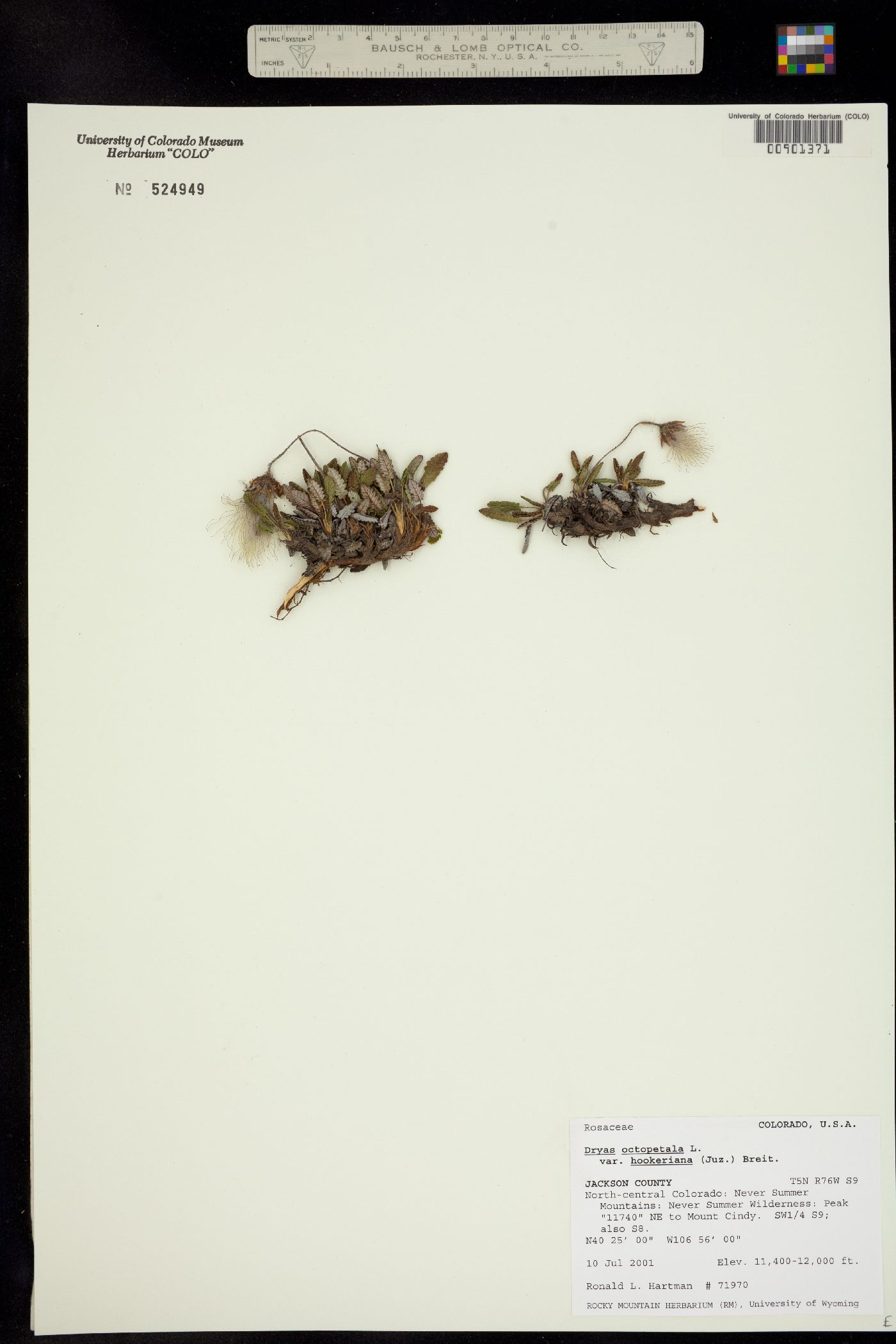 Dryas hookeriana image