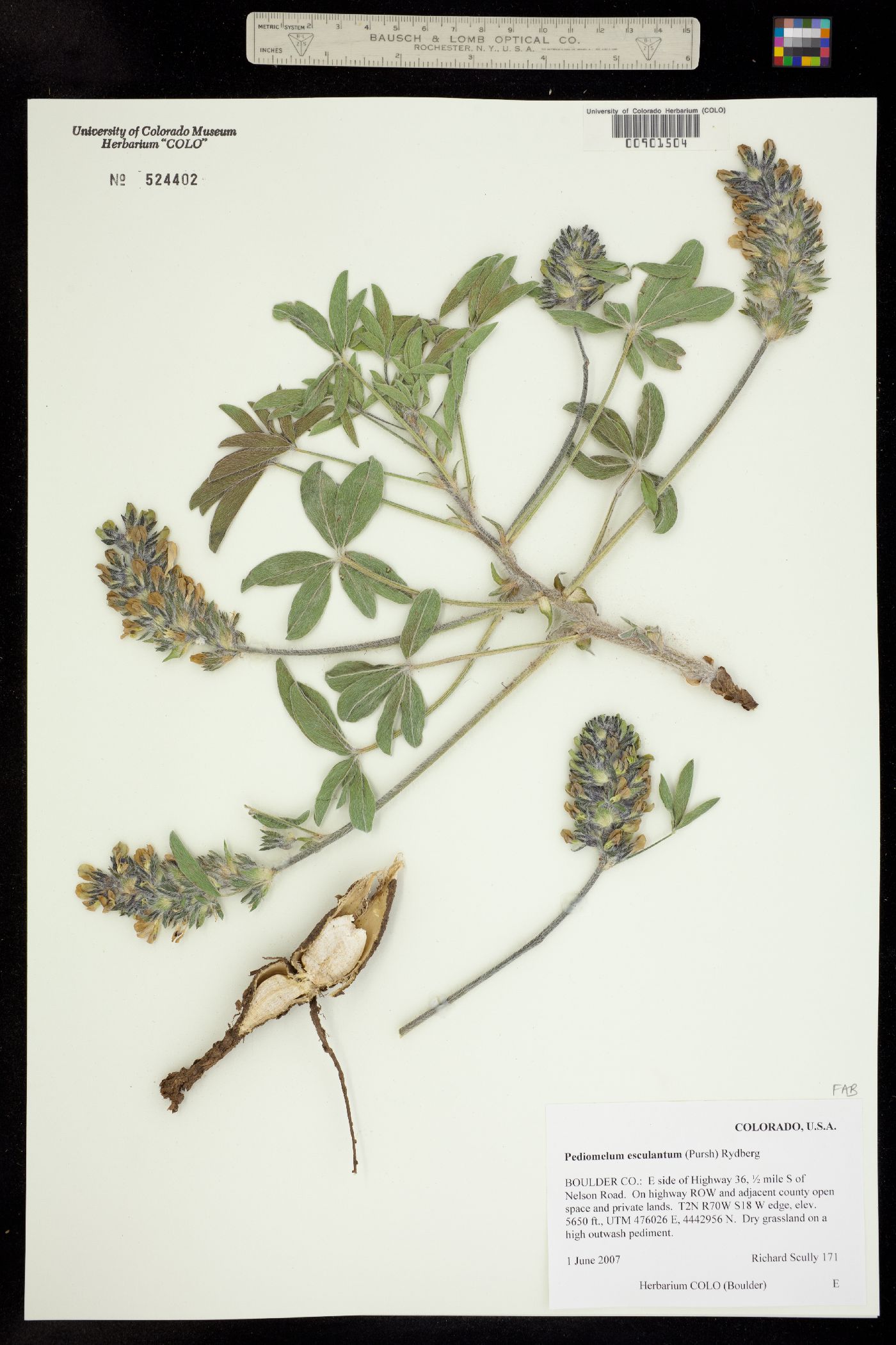 Pediomelum esculentum image