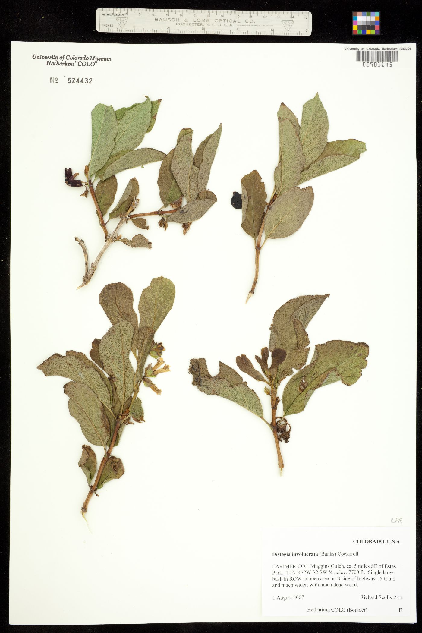 Lonicera involucrata var. involucrata image
