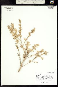 Image of Salvia aethiopis