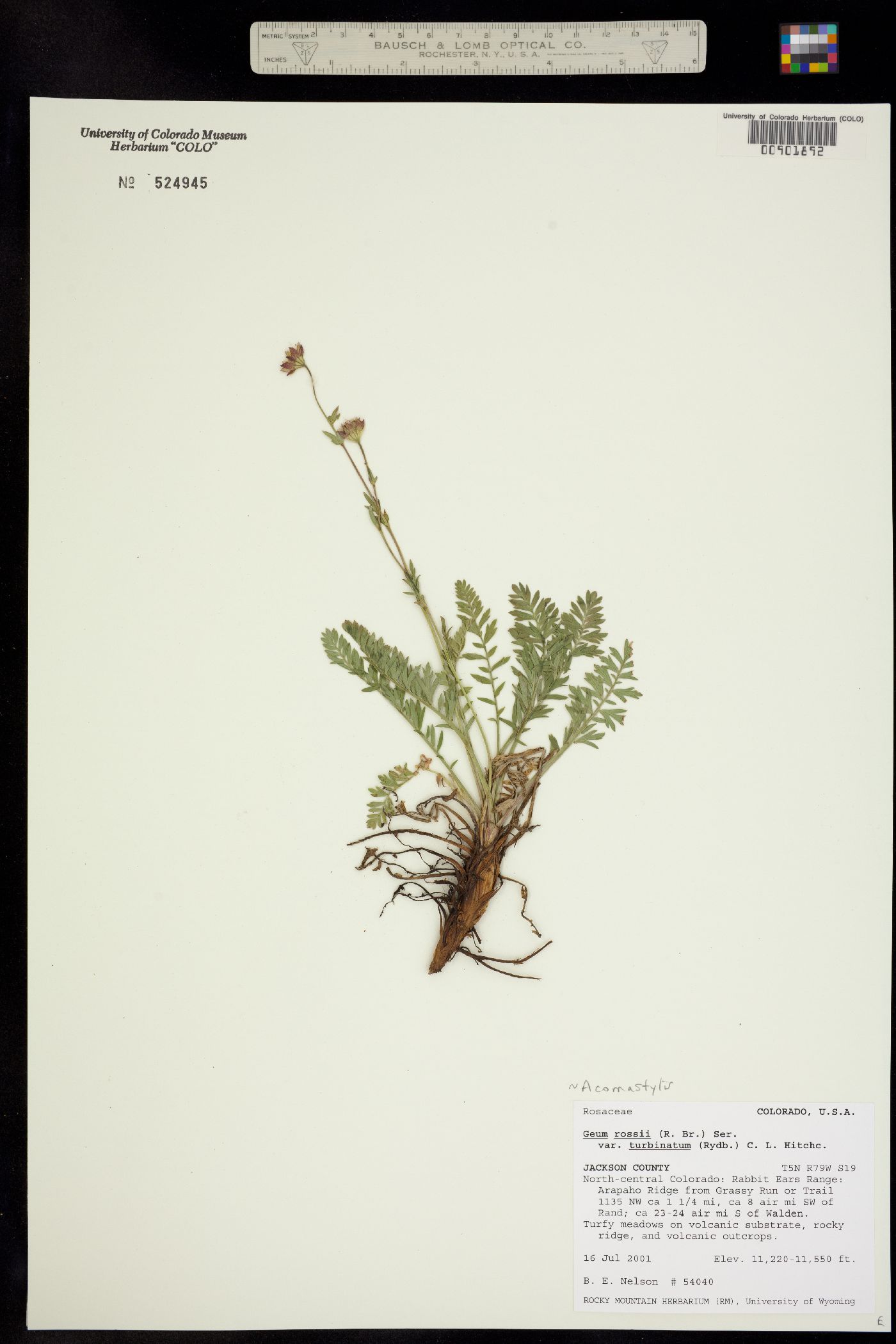 Geum rossii image