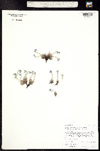 Eritrichum aretioides image