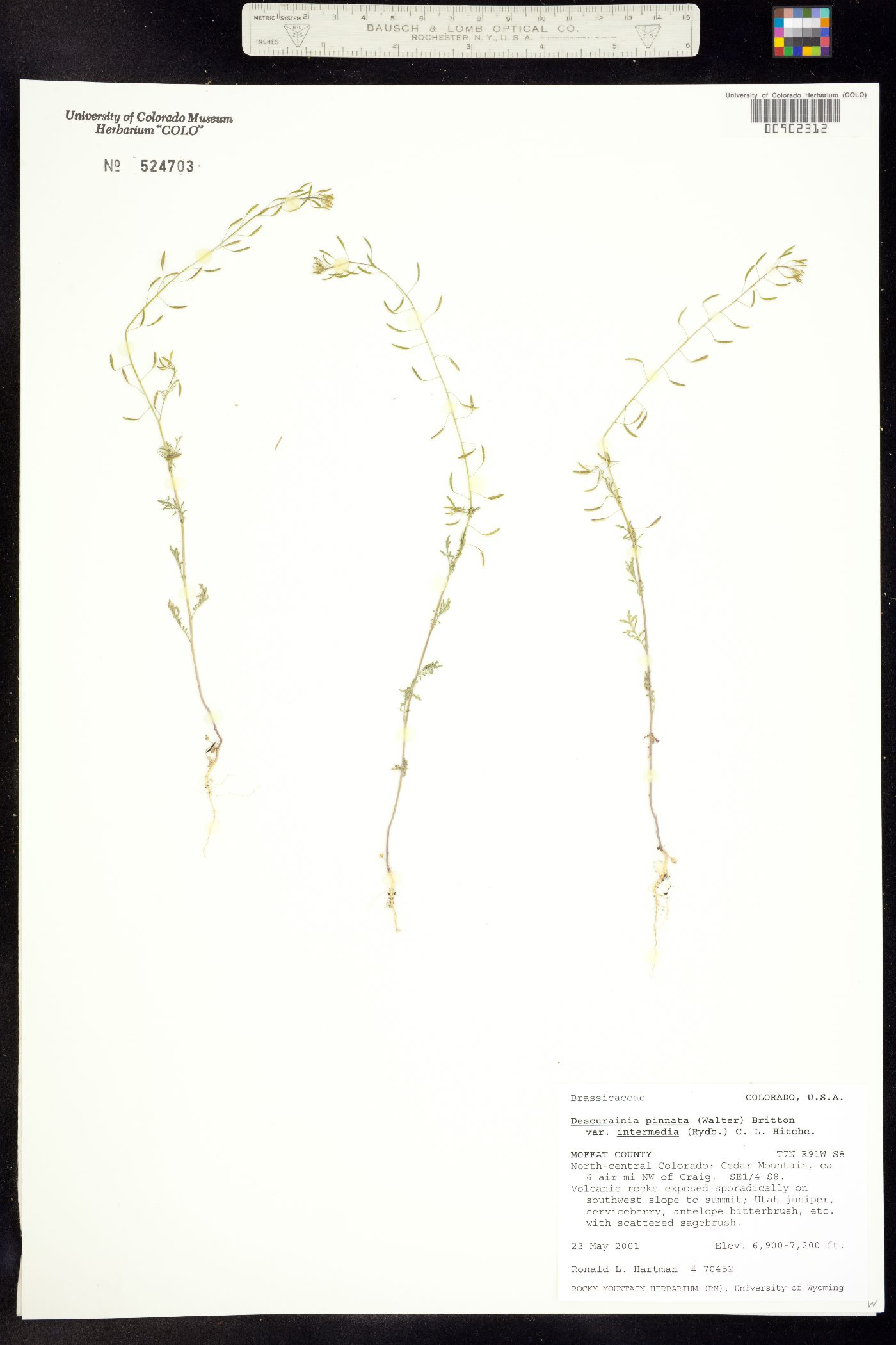 Descurainia pinnata ssp. brachycarpa image