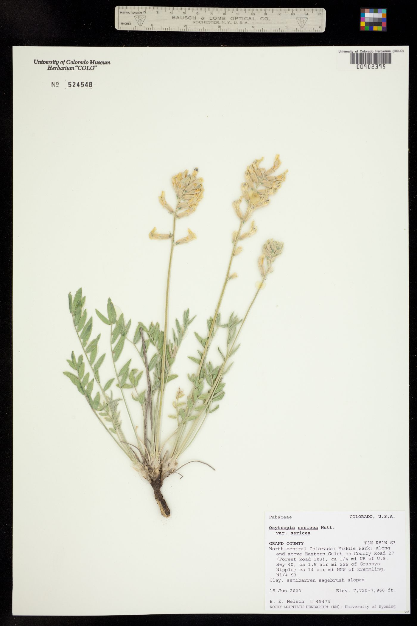 Oxytropis image