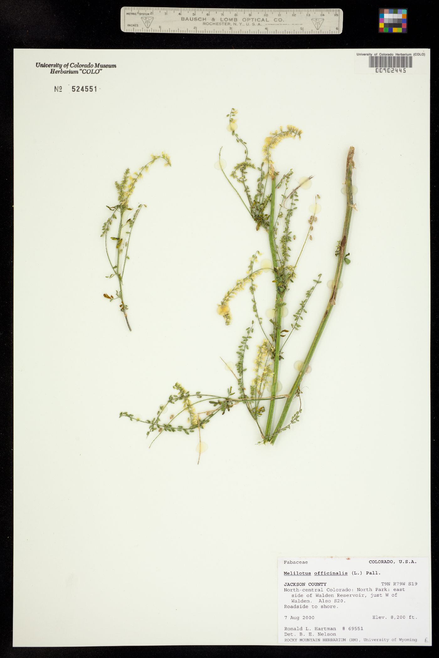 Melilotus officinale image
