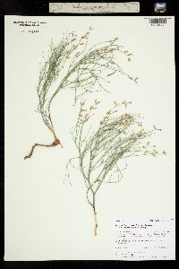 Astragalus convallarius var. scopulorum image
