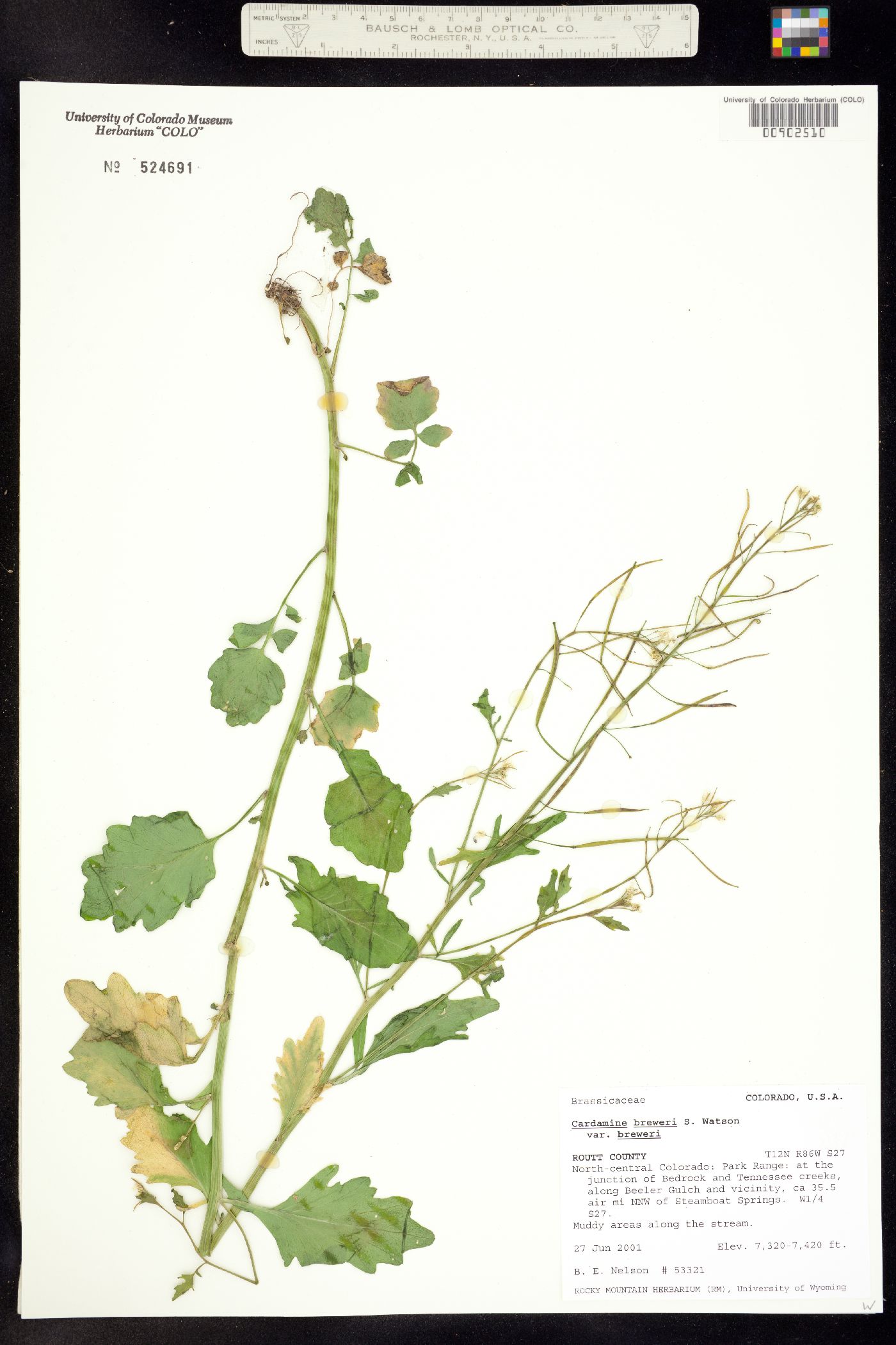 Cardamine breweri image