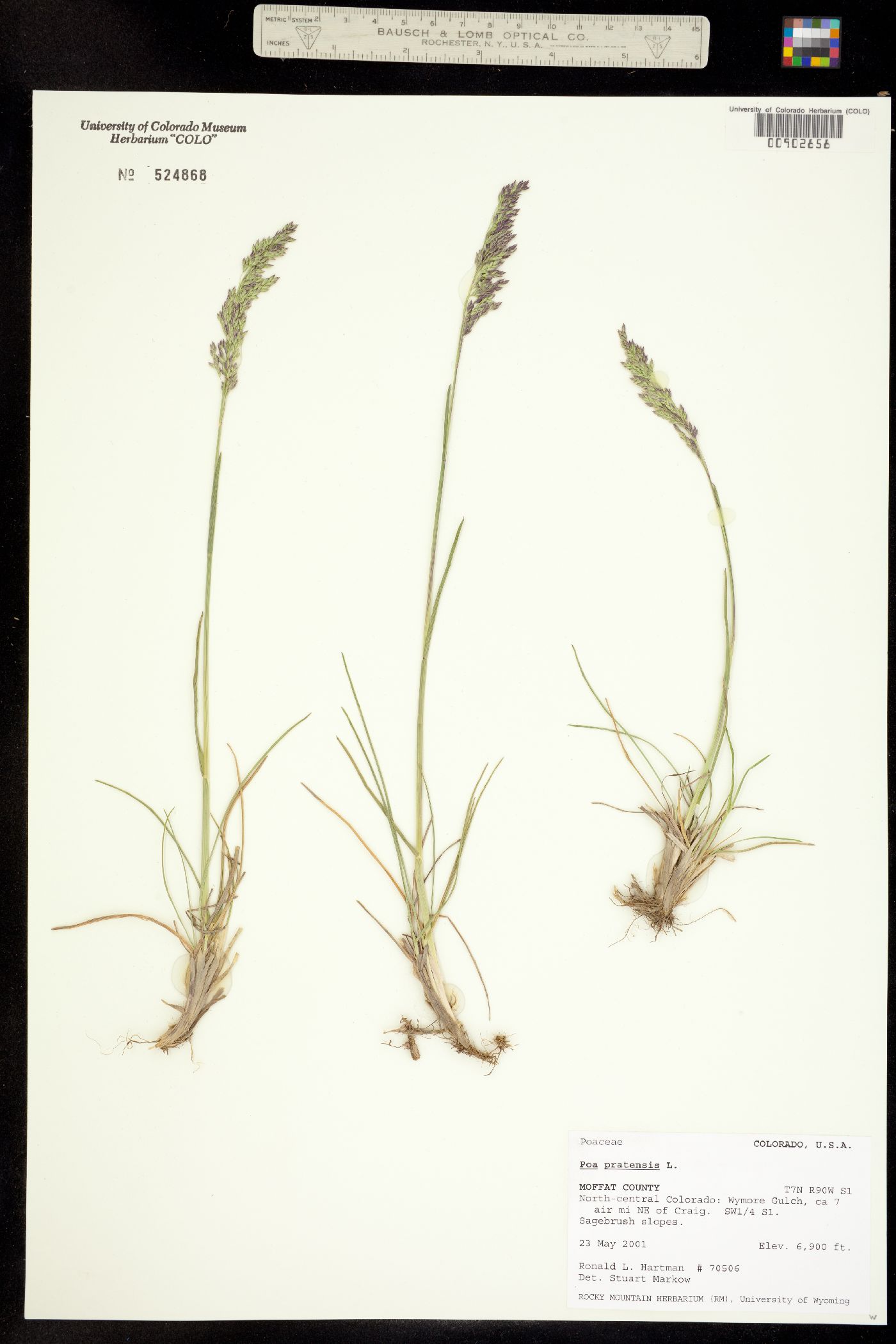 Poa pratensis image