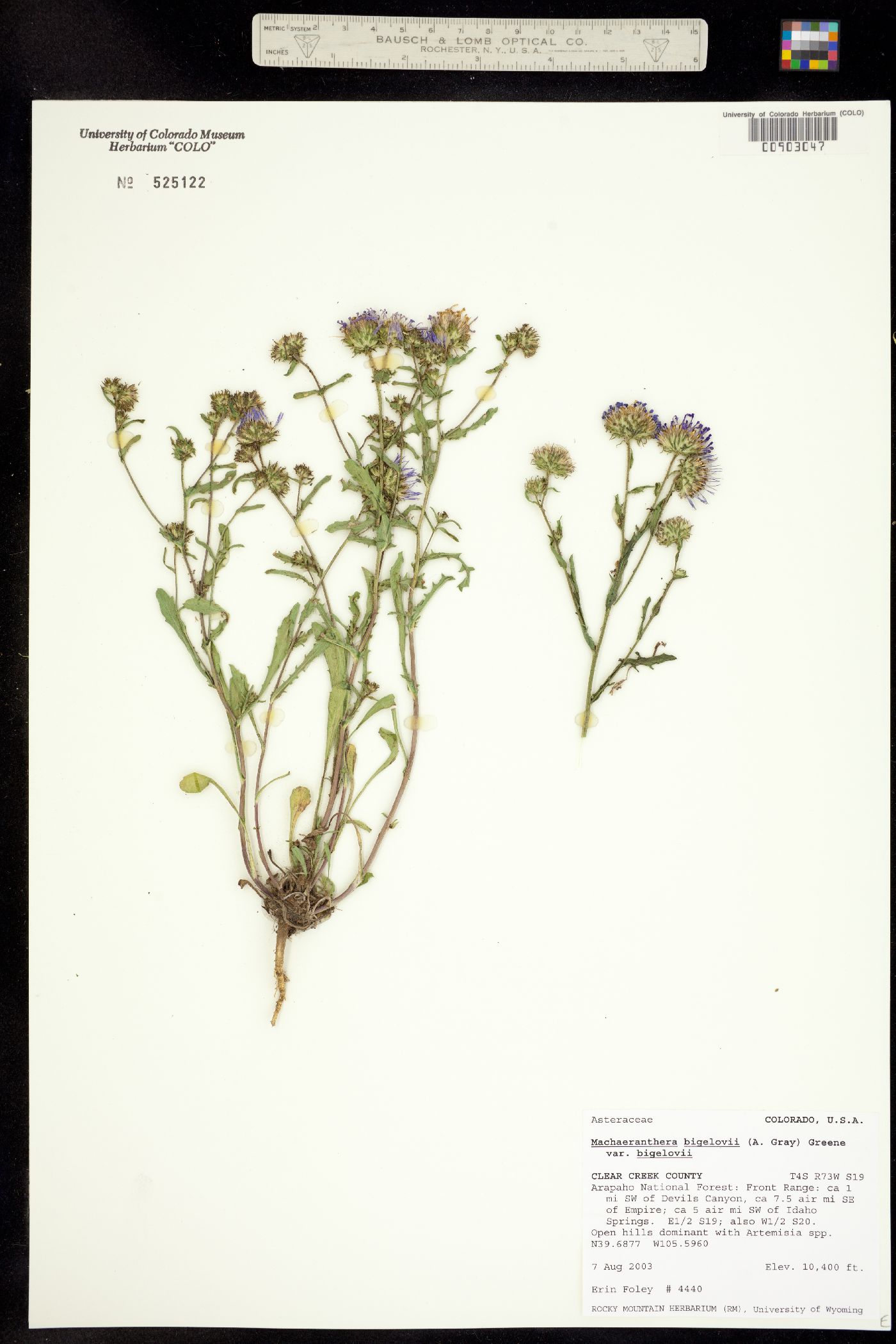 Machaeranthera bigelovii image