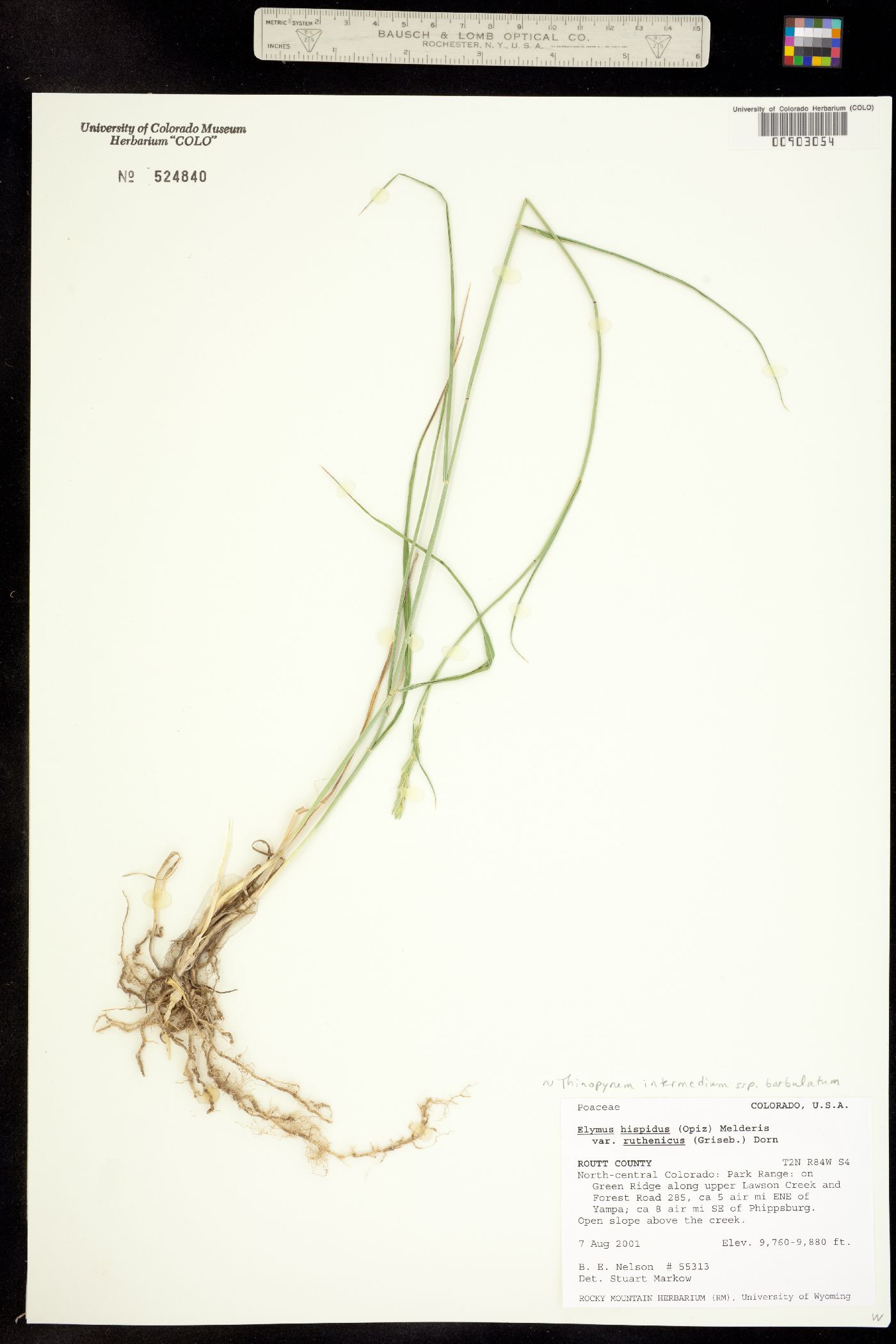 Thinopyrum intermedium ssp. barbulatum image