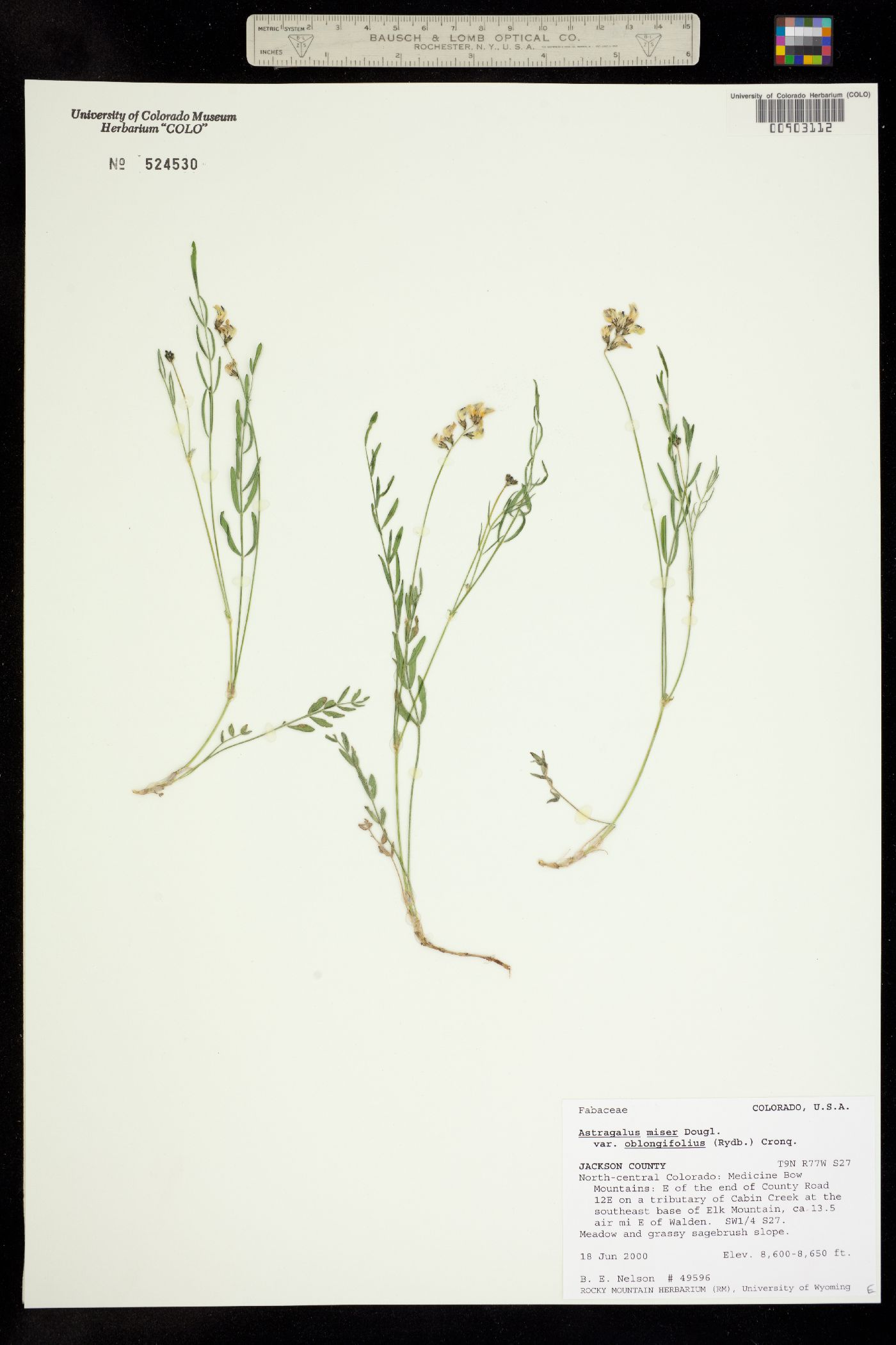 Astragalus miser var. oblongifolius image