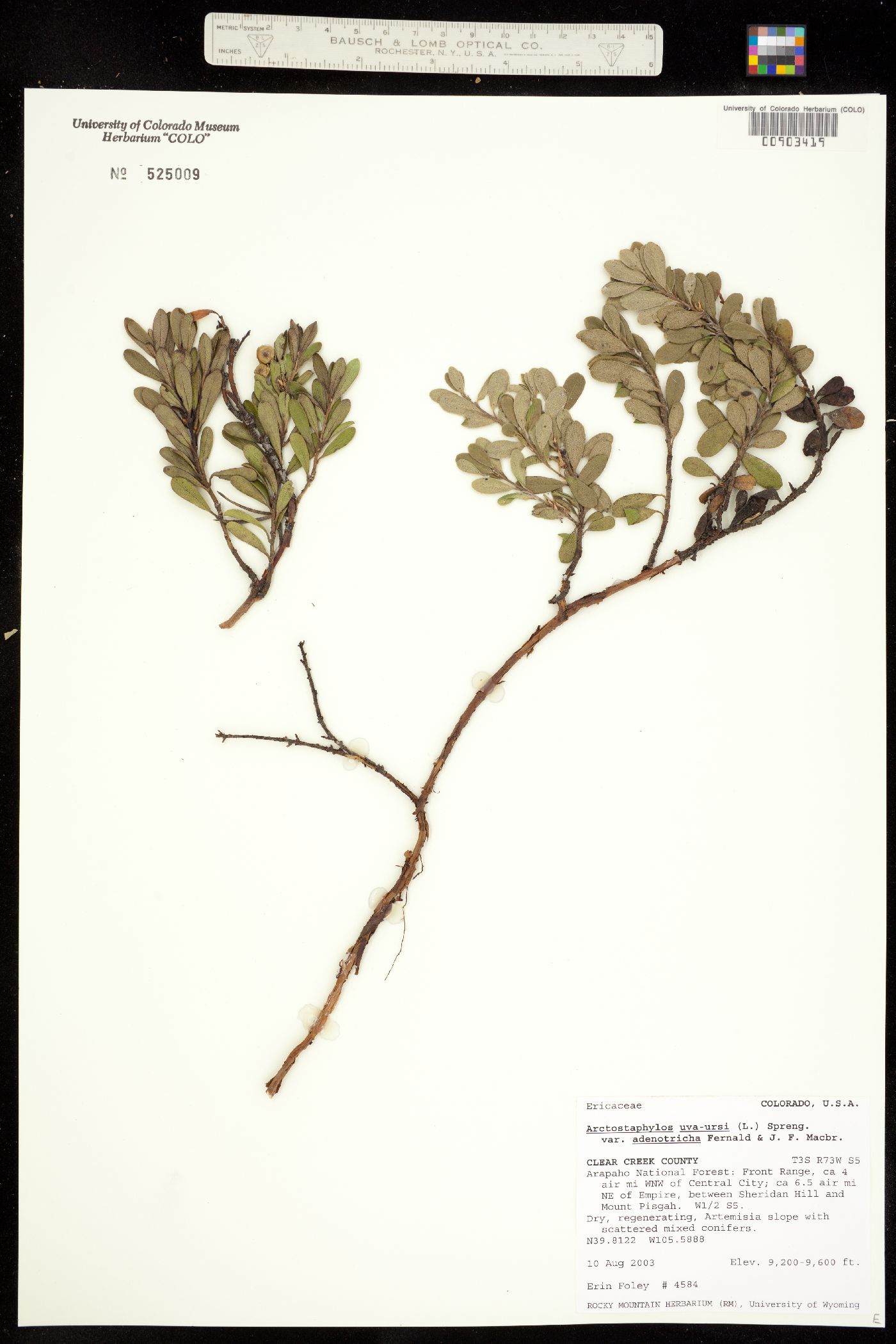 Arctostaphylos image