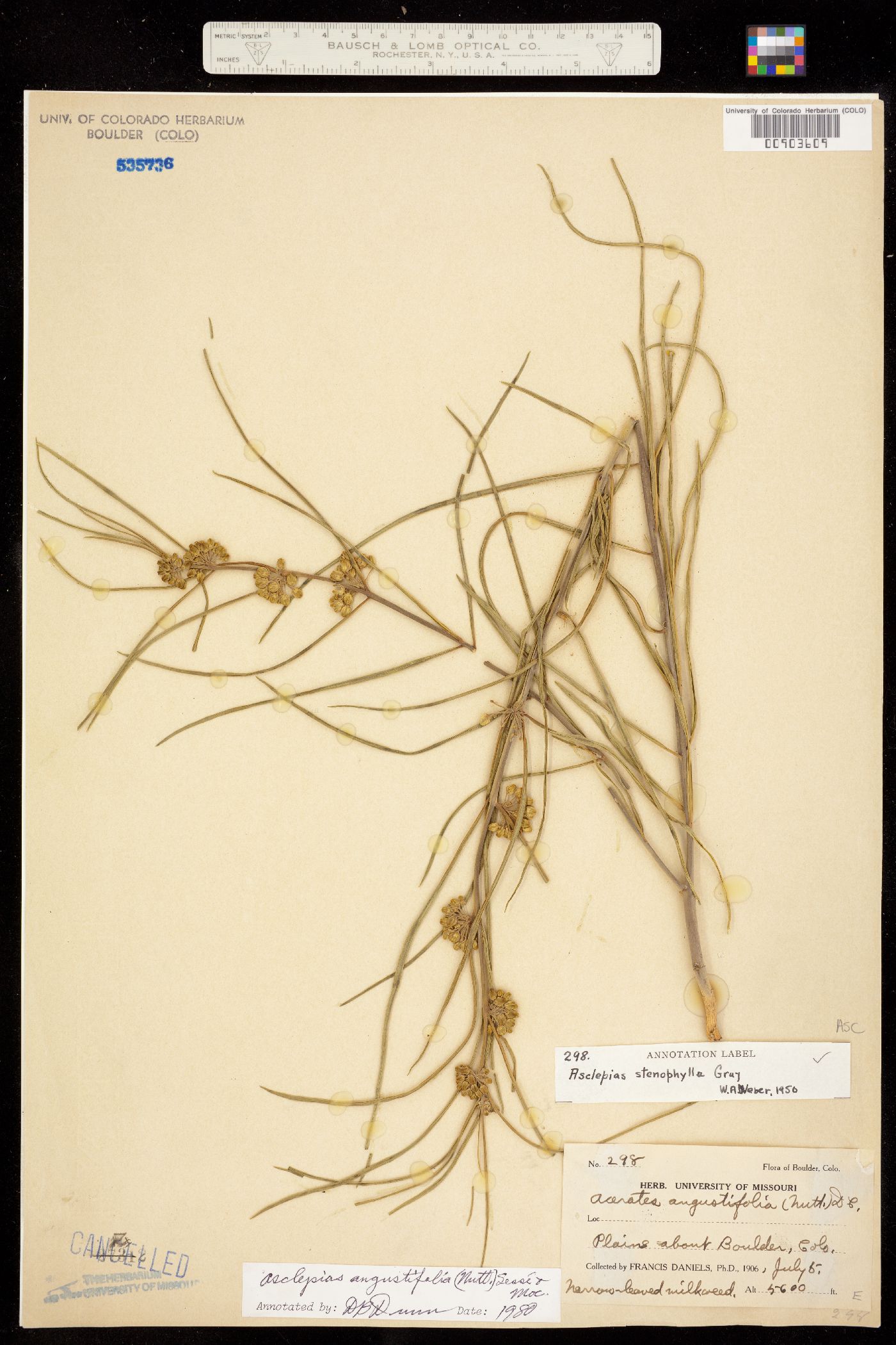 Asclepias stenophylla image