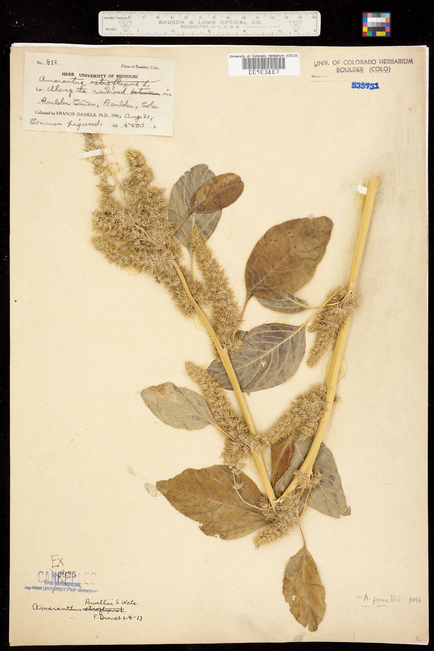 Amaranthus powellii image