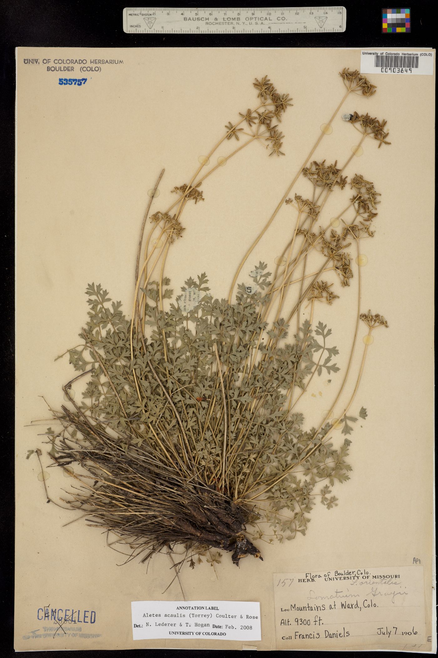 Aletes acaulis image
