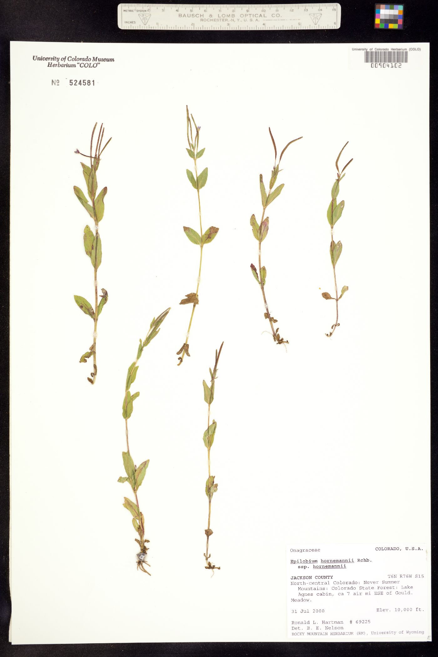 Epilobium image