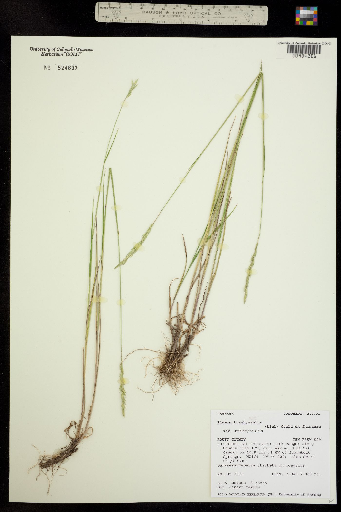 Elymus trachycaulus ssp. trachycaulus image