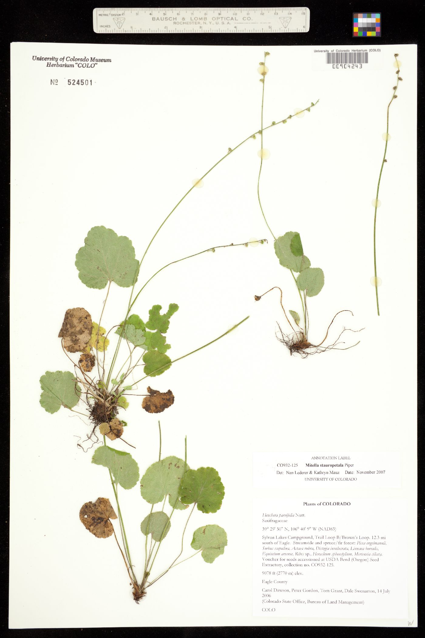 Mitella stauropetala image