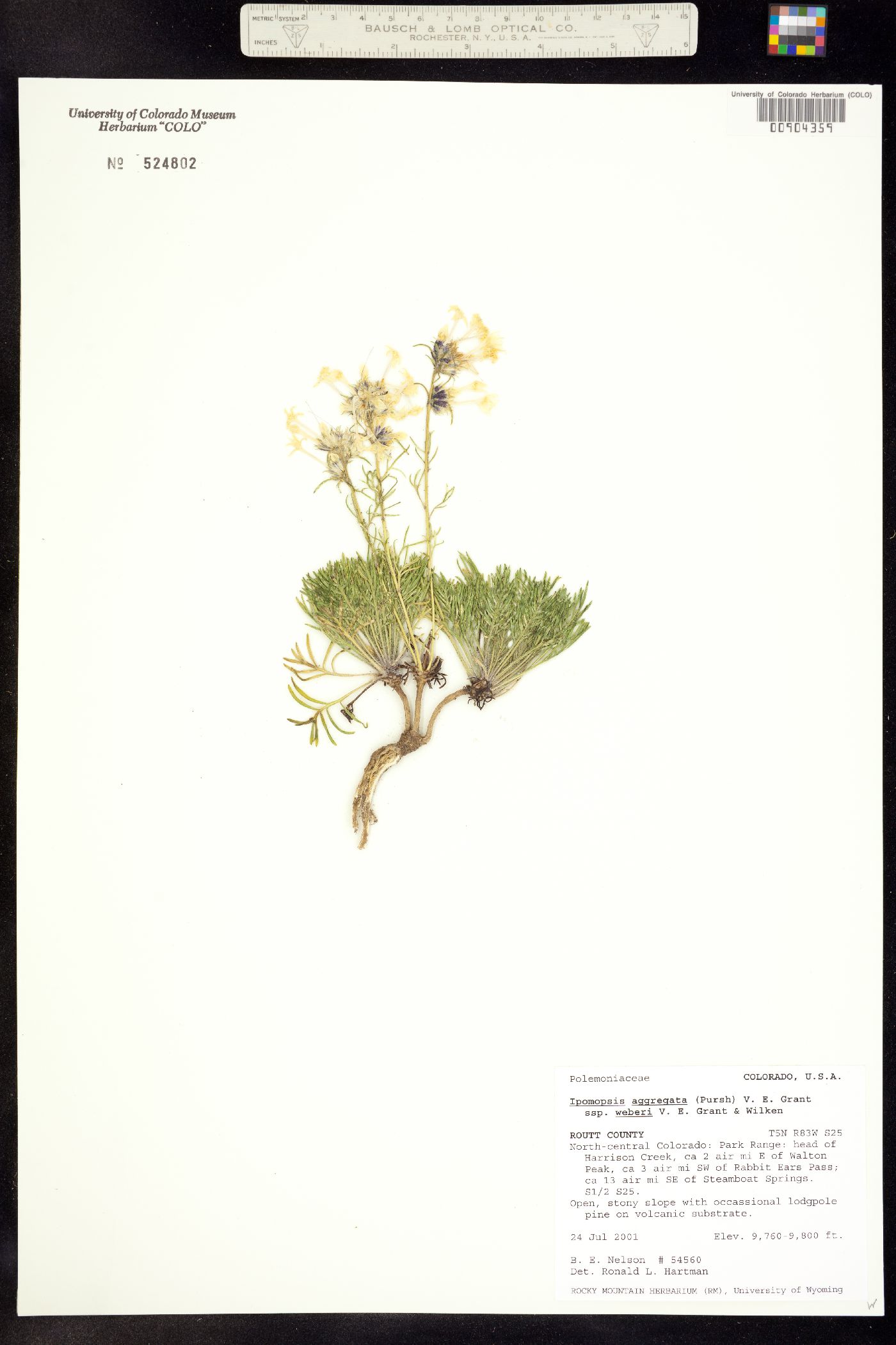 Ipomopsis aggregata ssp. weberi image