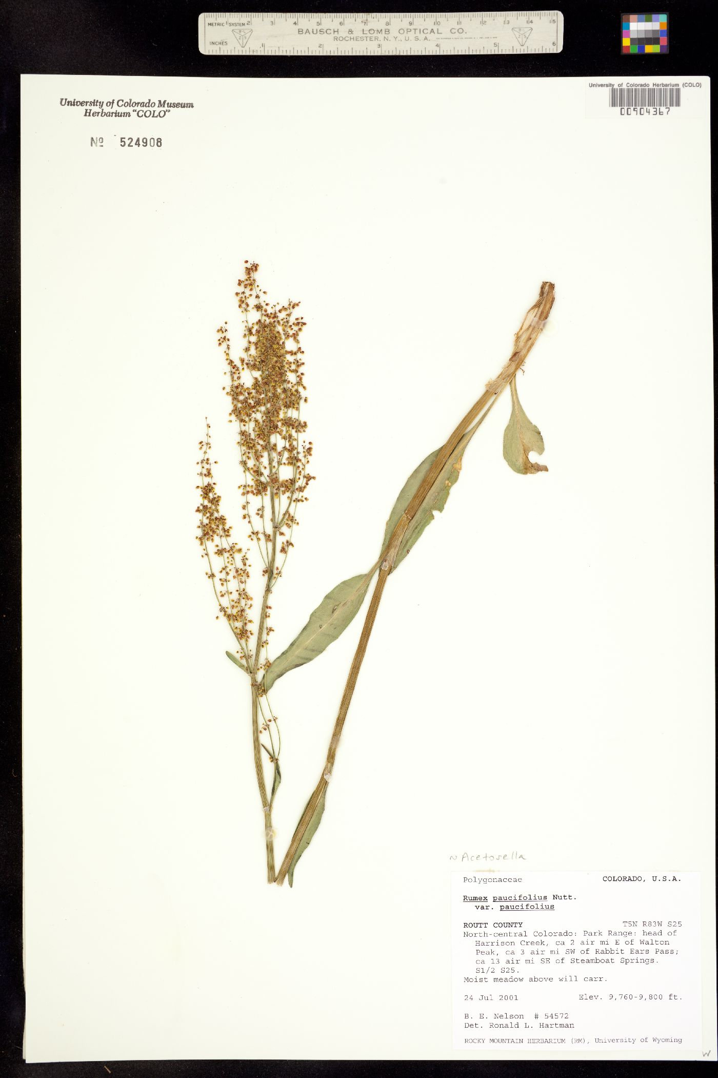 Rumex paucifolius image