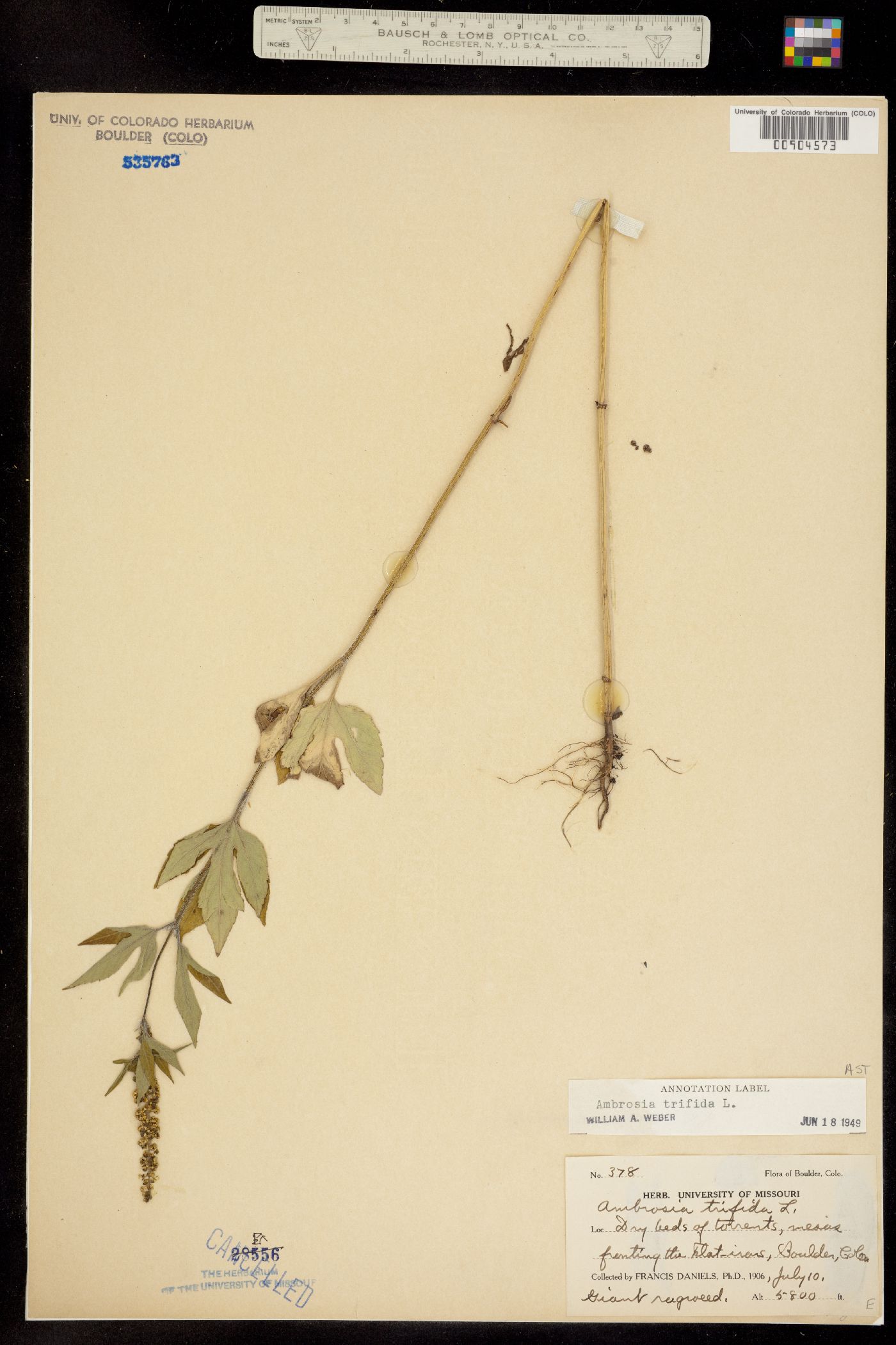 Ambrosia trifida image
