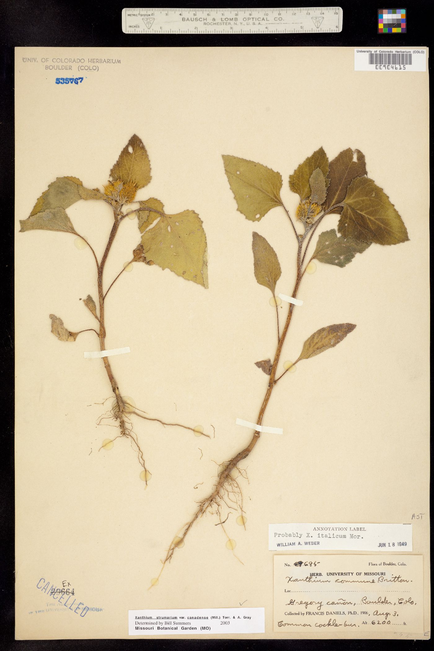 Xanthium strumarium image
