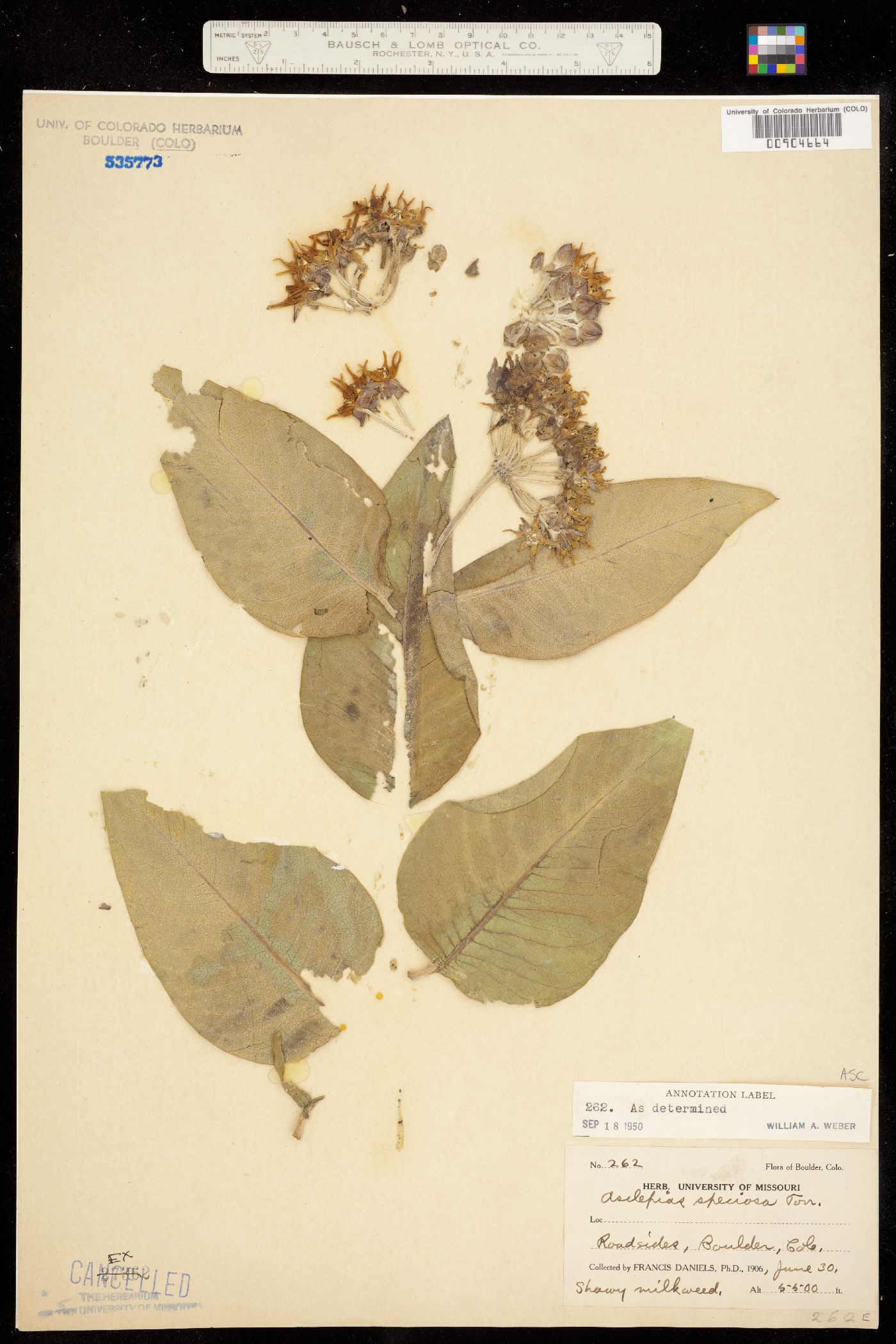 Asclepias speciosa image