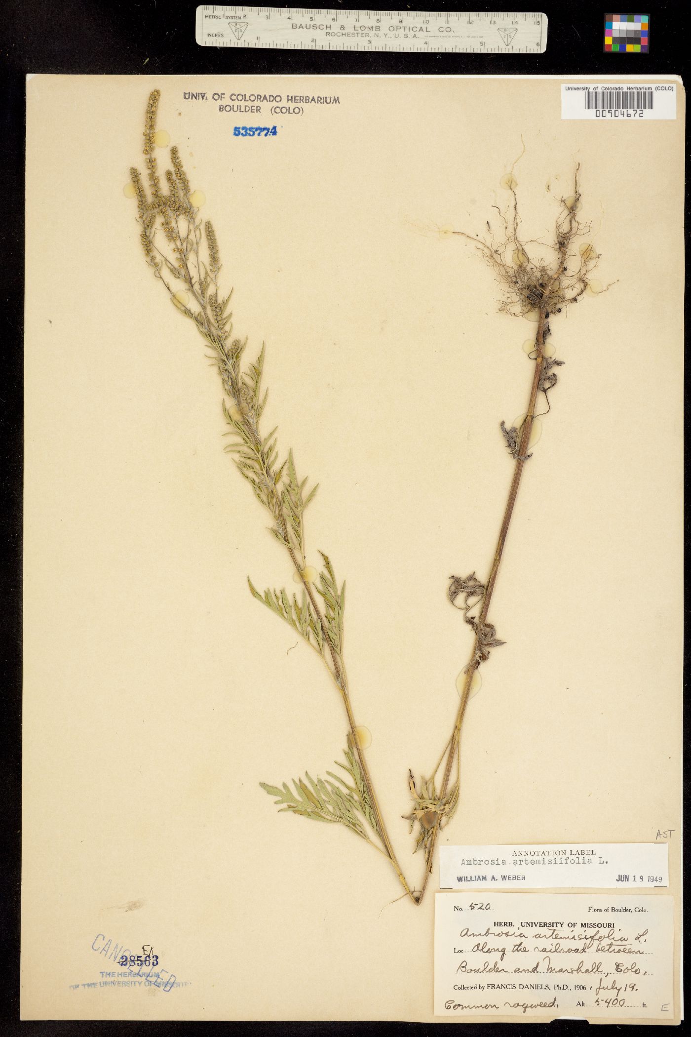 Ambrosia artemisiifolia image