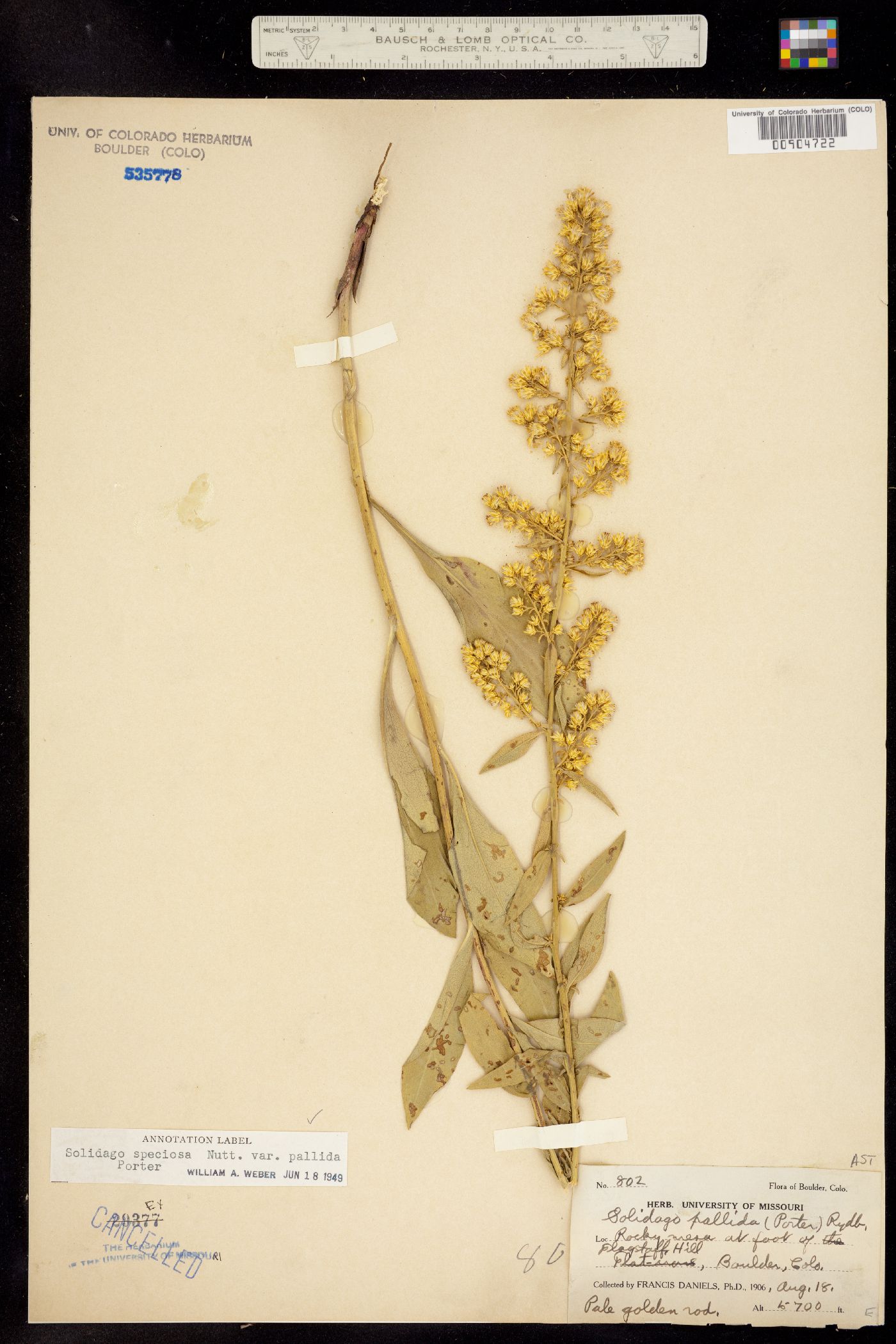 Solidago speciosa image