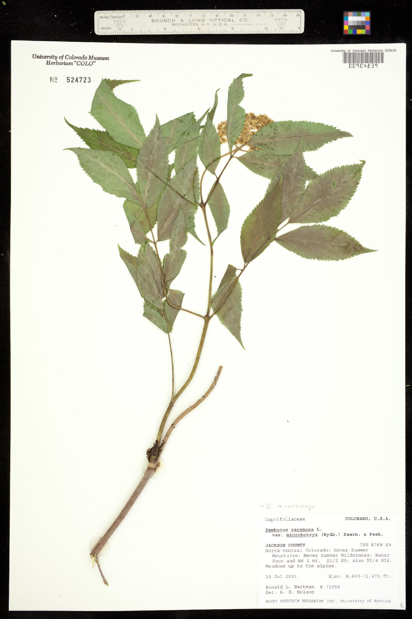 Sambucus racemosa image