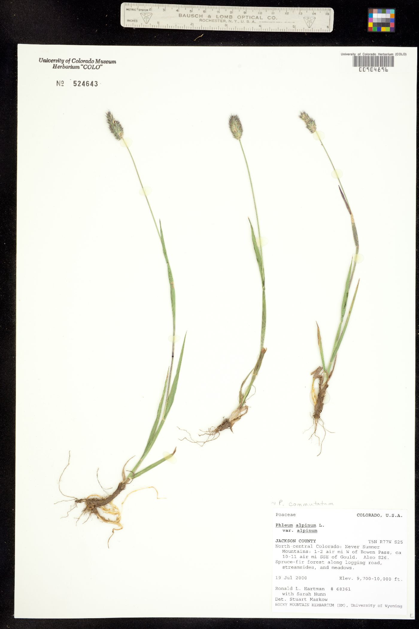 Phleum image