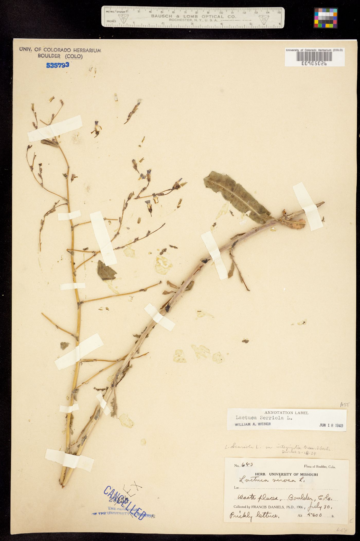 Lactuca serriola image