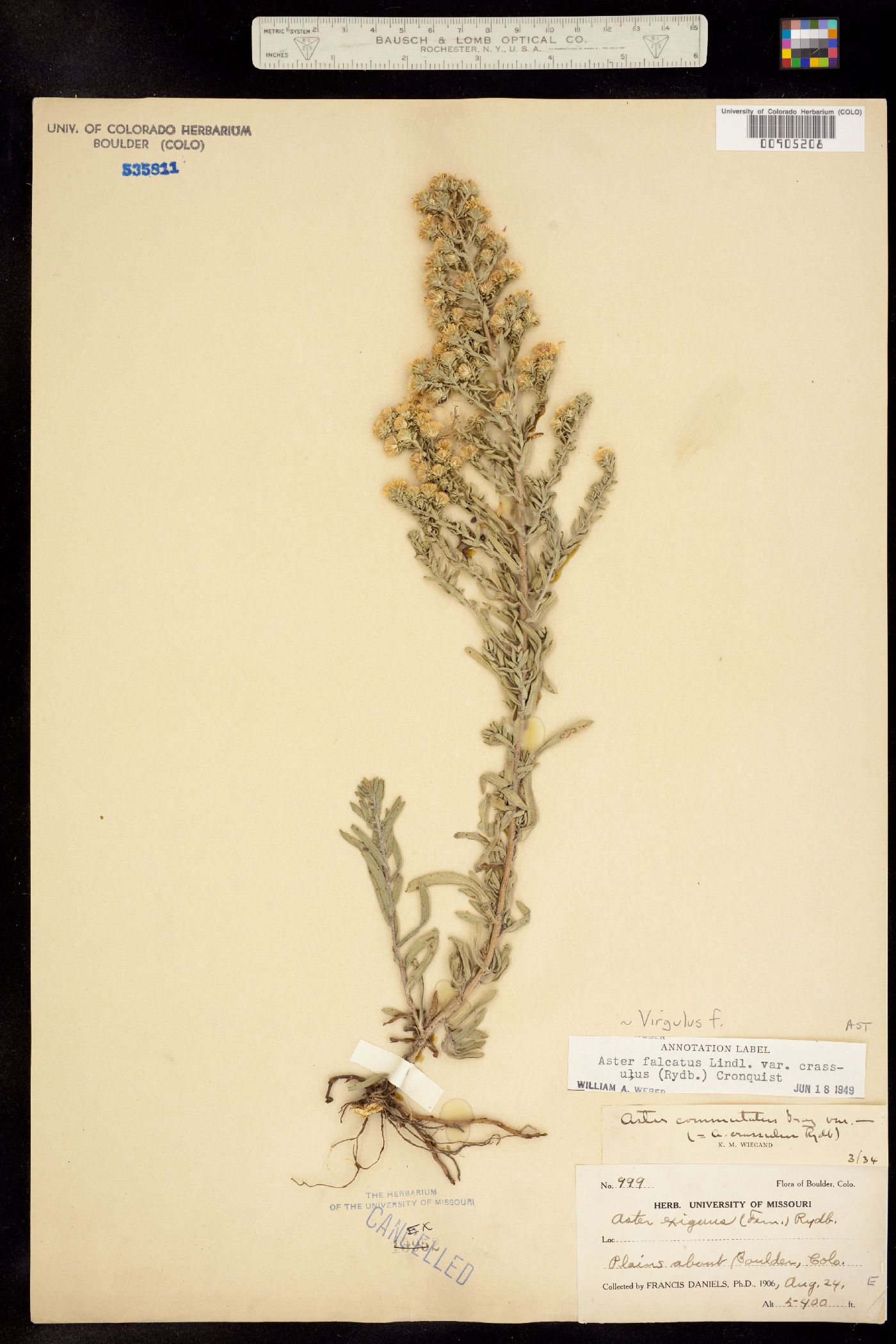 Virgulus falcatus image