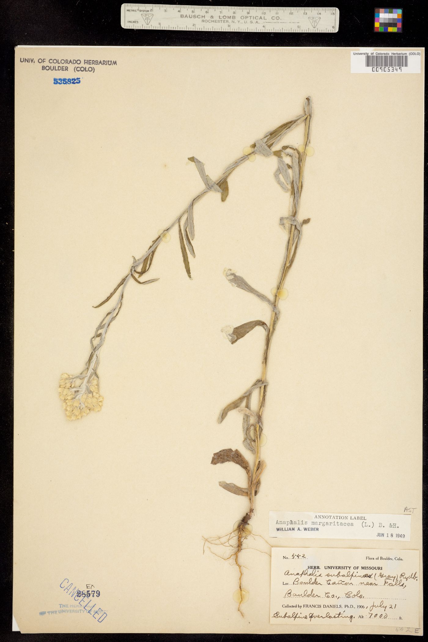 Anaphalis image