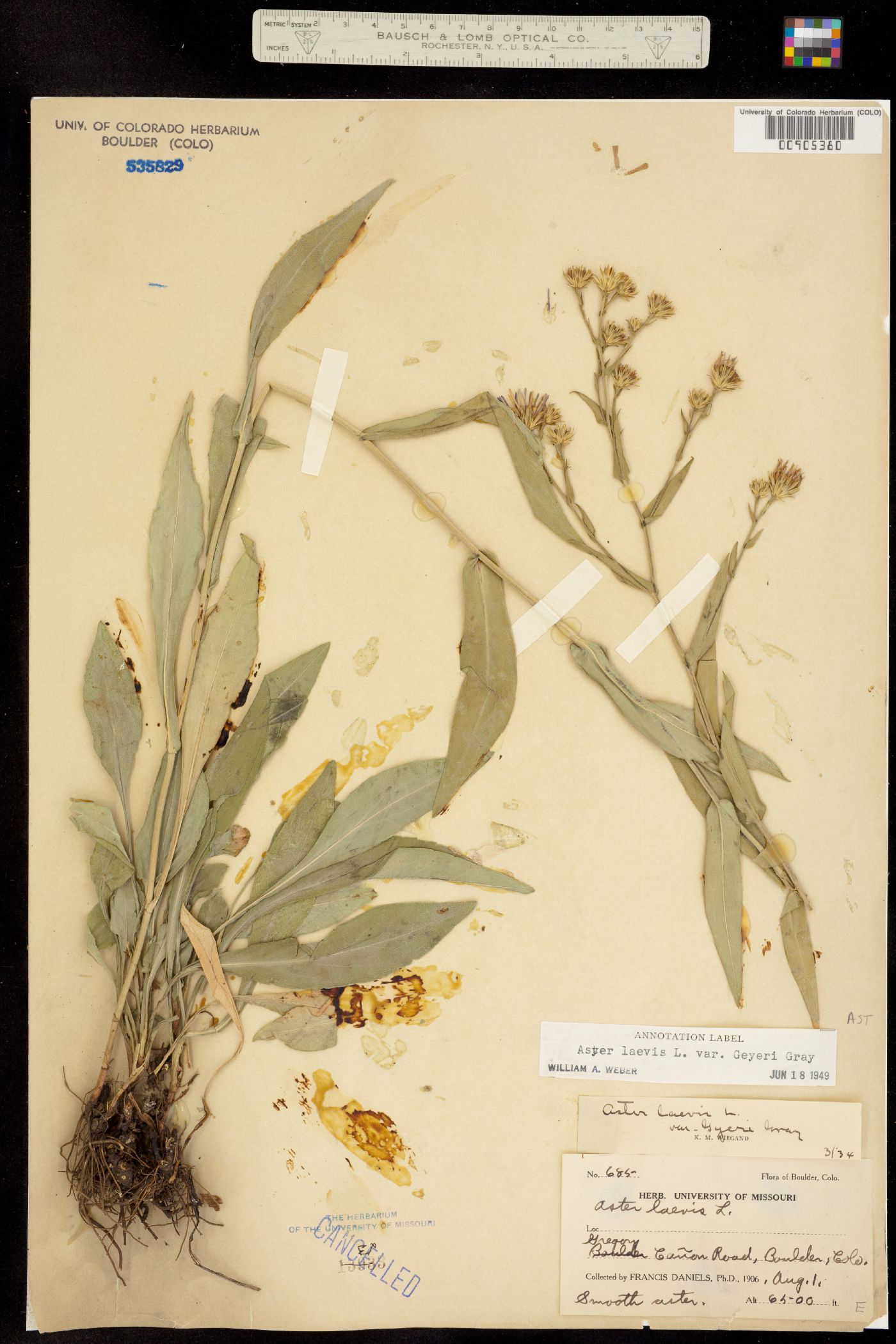 Aster laevis var. geyeri image