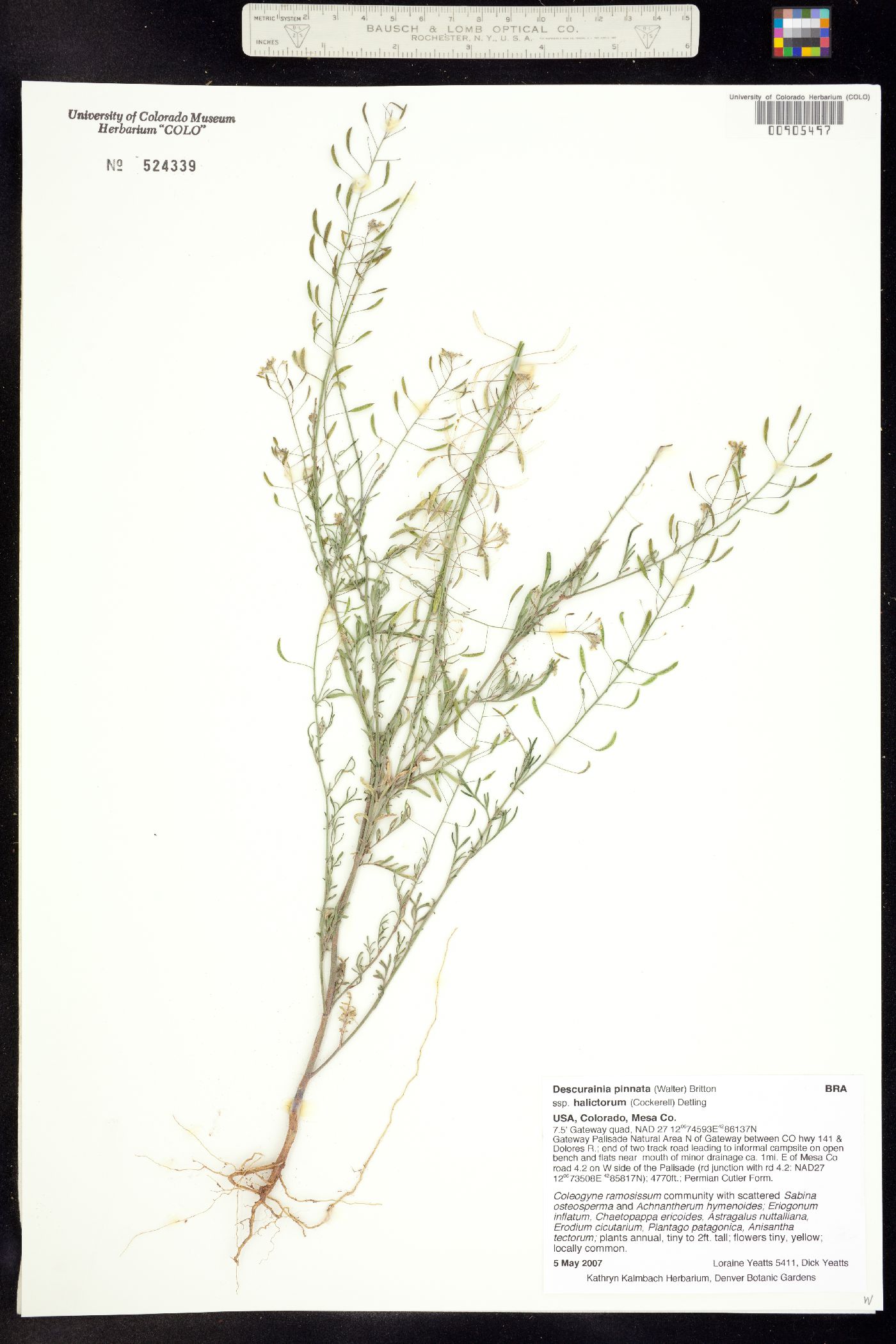 Descurainia image